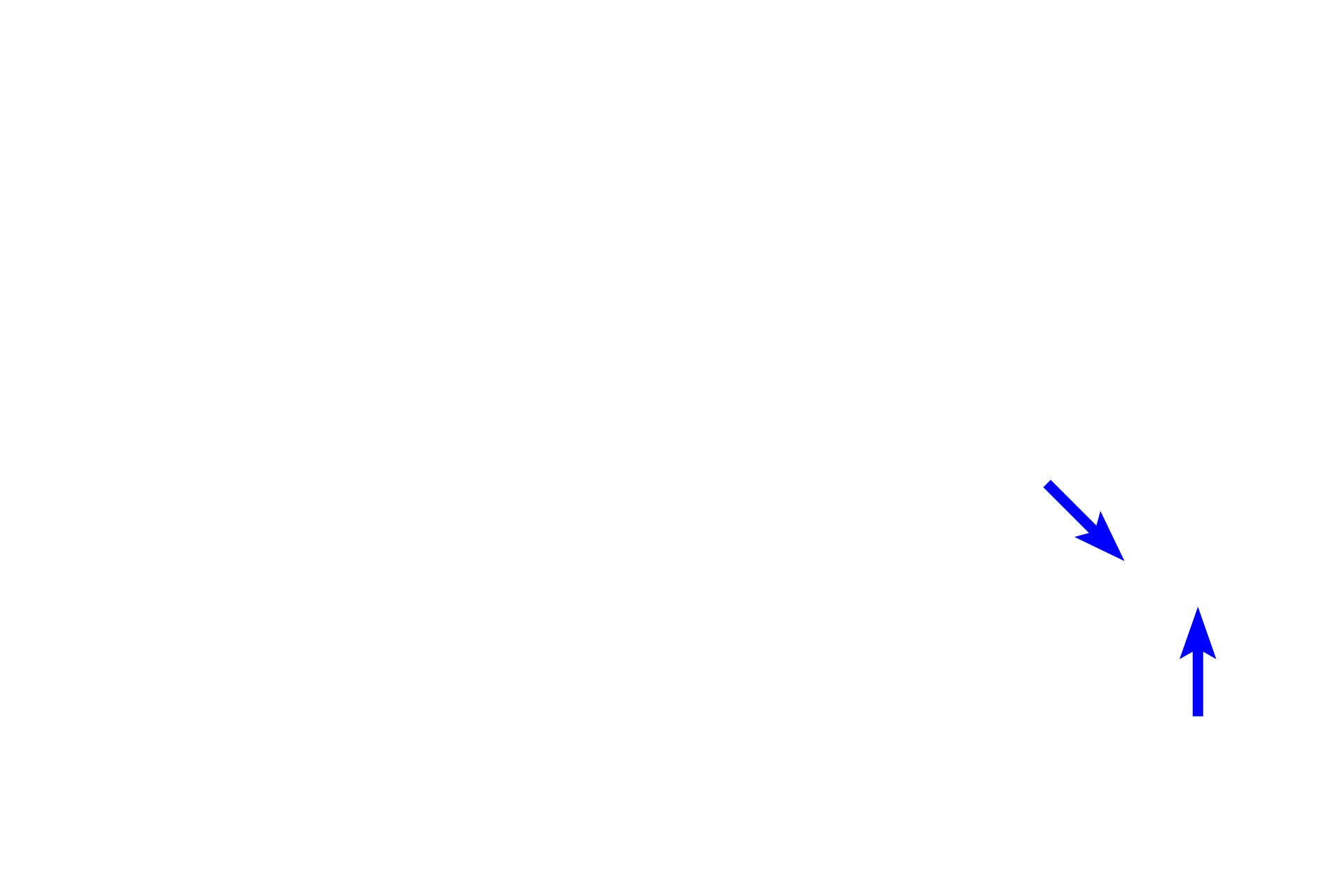 mitosis-overview-5-digital-histology