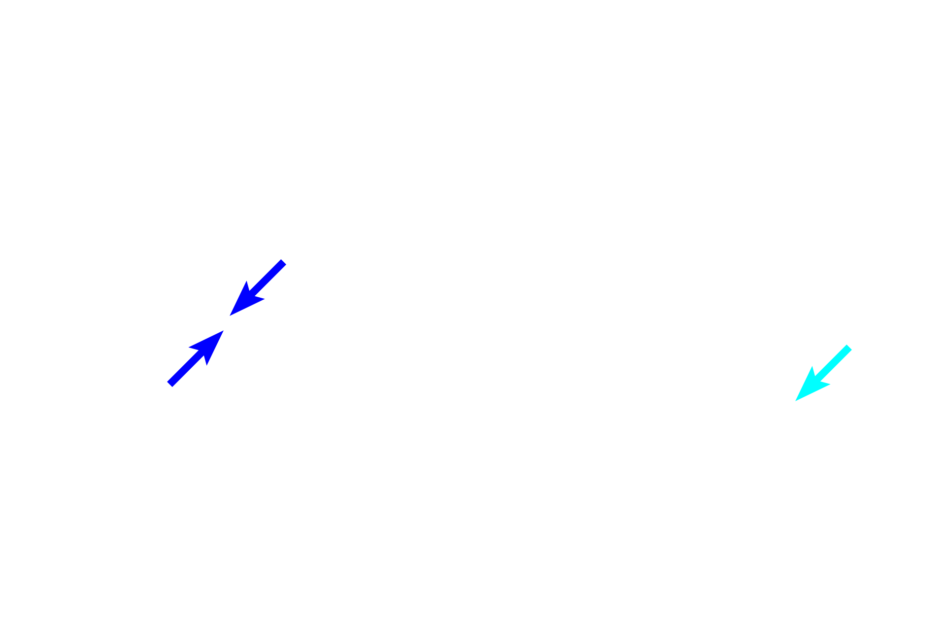 Sister chromatids <p>During metaphase, sister chromatids align at the metaphase plate (equatorial plate), midway between the poles.  Formation of the mitotic spindle is completed.</p>

