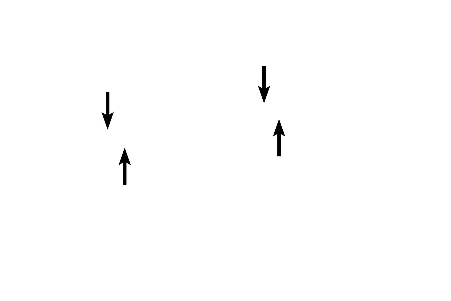 Sister chromatids <p>During metaphase, the mitotic spindle is complete and the haploid set of replicated chromosomes (sister chromatids) align at the metaphase plate.  The cohesive protein complex attaching the chromatids is cleaved allowing for separation at the centromere.</p>
