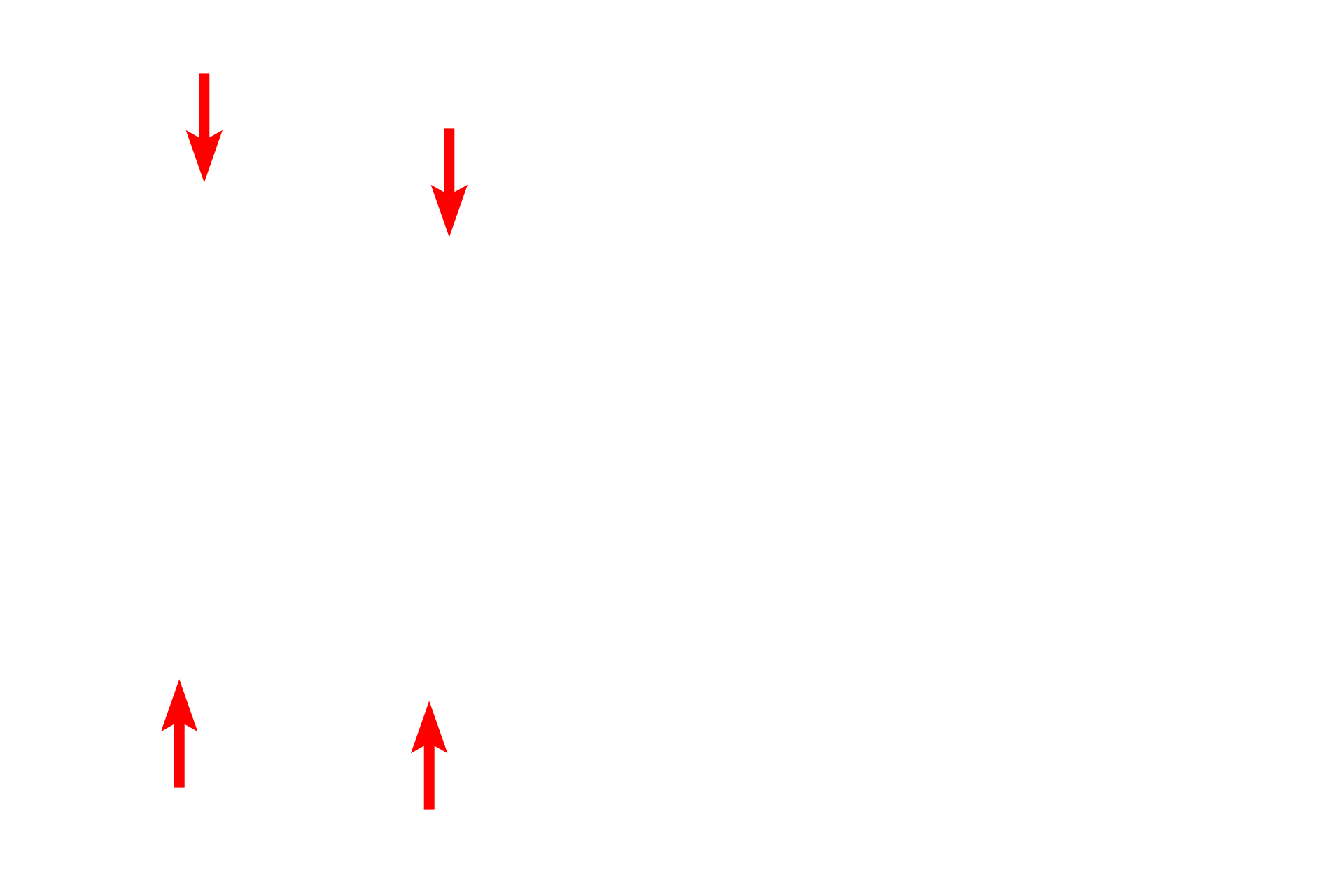 Chromosomes <p>During late telophase, the chromosomes decondense and the nuclear envelope reforms.  At this stage, cytokinesis is nearly complete.</p>
