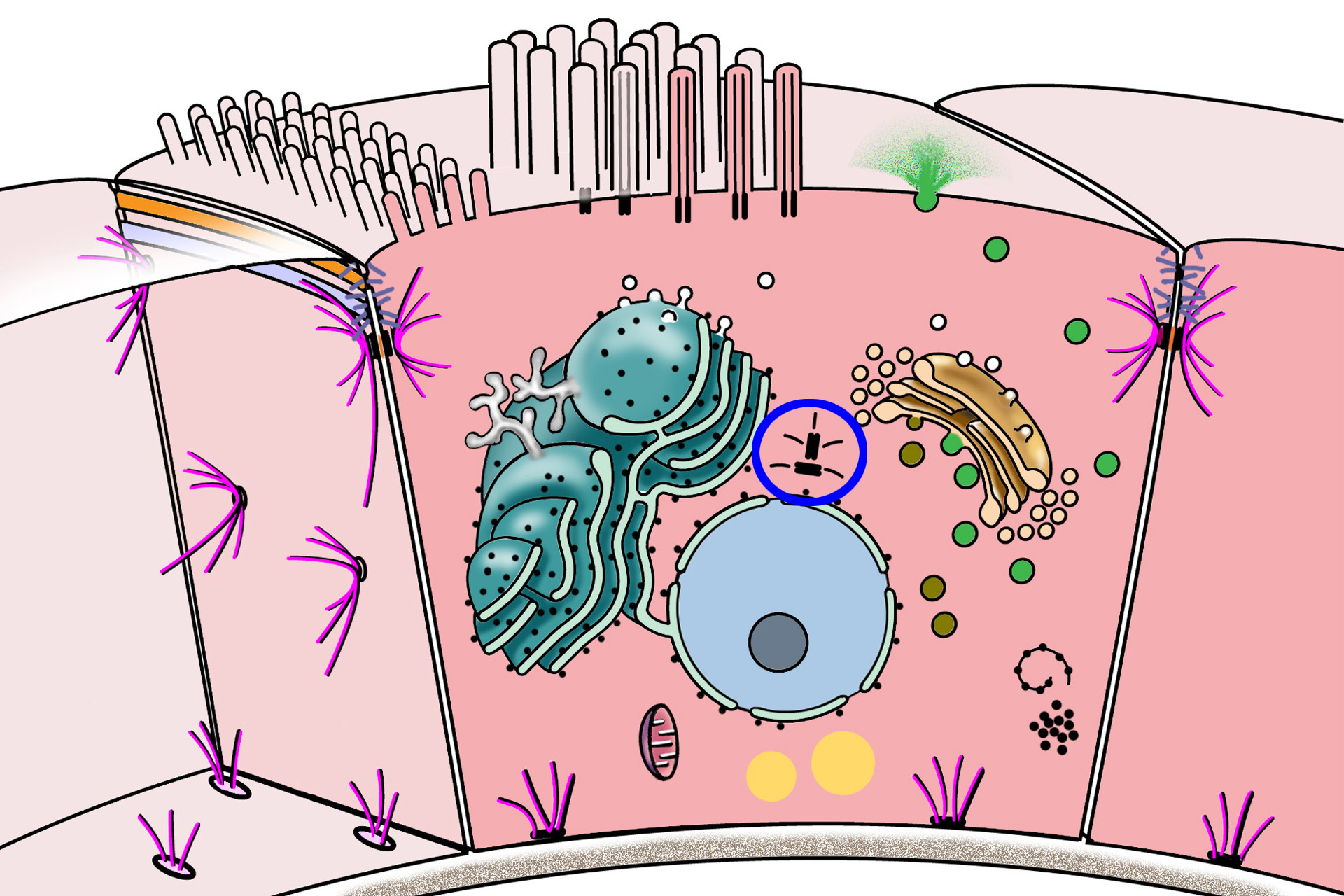 MTOC and diplosome > <p>The microtuble-organizing center (MTOC), or centrosome, is a region of the cell adjacent to the nucleus that contains the diplosome (paired centrioles) and its surrounding cytoplasm.  Microtubules are formed and organized in the MTOC and distributed throughout the cell during interphase.</p>
