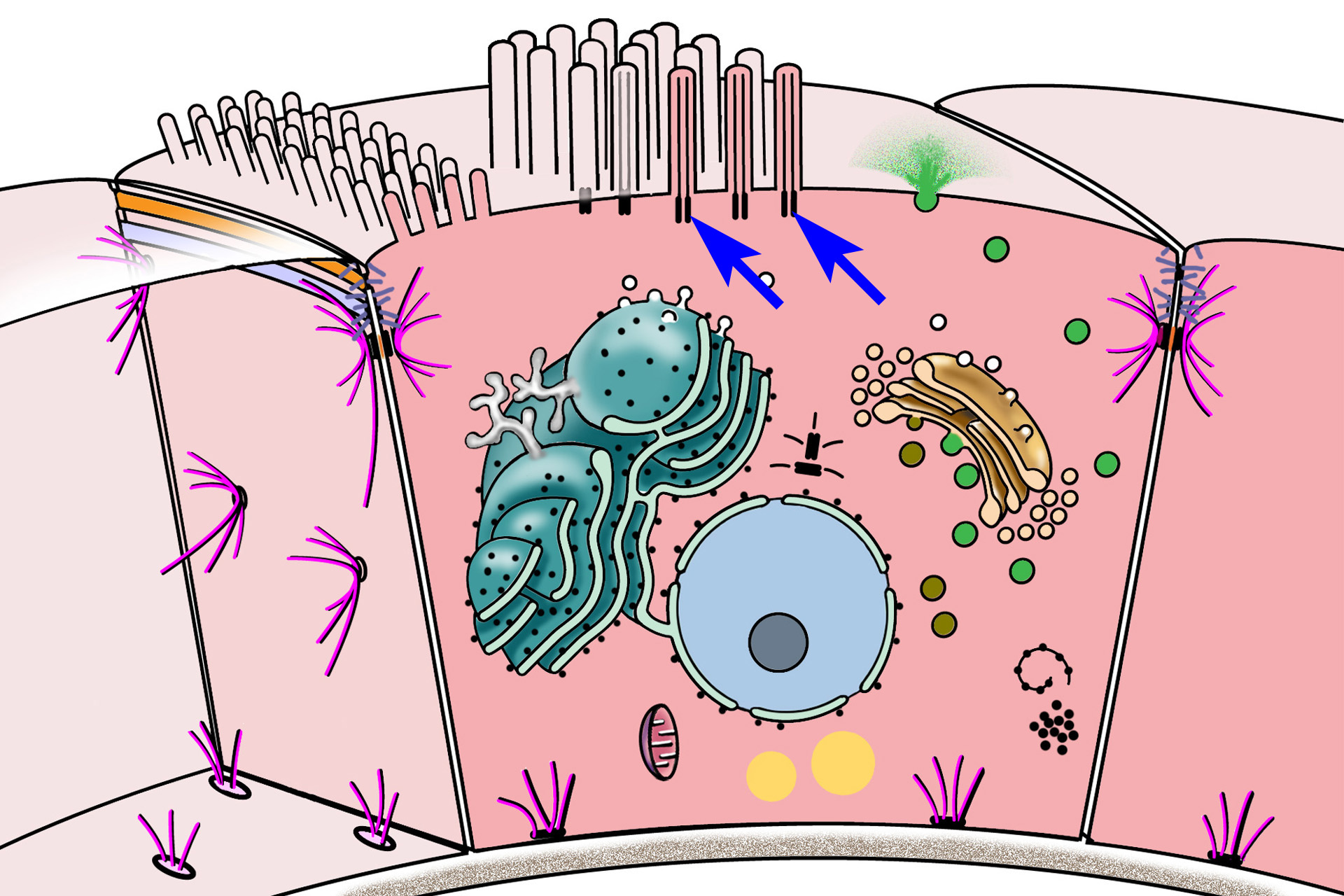 Basal bodies > <p>Centrioles also form basal bodies, located at the bases of cilia.  Basal bodies act as organizing centers for microtubules that extend into each cilium.  These microtubules form the core, called the axoneme, of each cilium, which is covered by the plasma membrane.</p>
