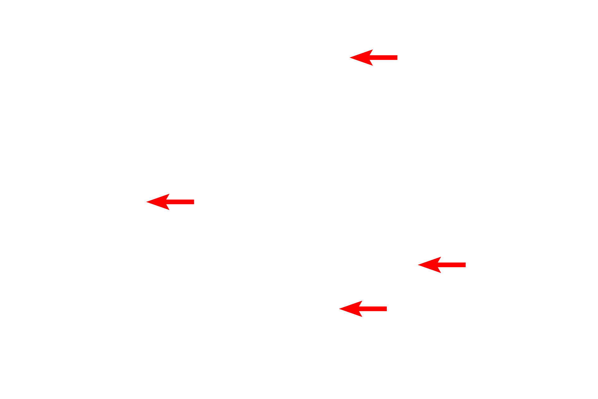 SER <p>SER consists of interconnected tubules and is the major site of lipid synthesis and calcium storage in the cell.  The majority of the SER in this field is cut in cross section and, thus, appears as circular profiles.  The amount of SER in a cell varies greatly depending on the function of the cell, e.g., SER is abundant in steroid secreting cells and liver cells (hepatocytes) for detoxification.  25,000x</p>
