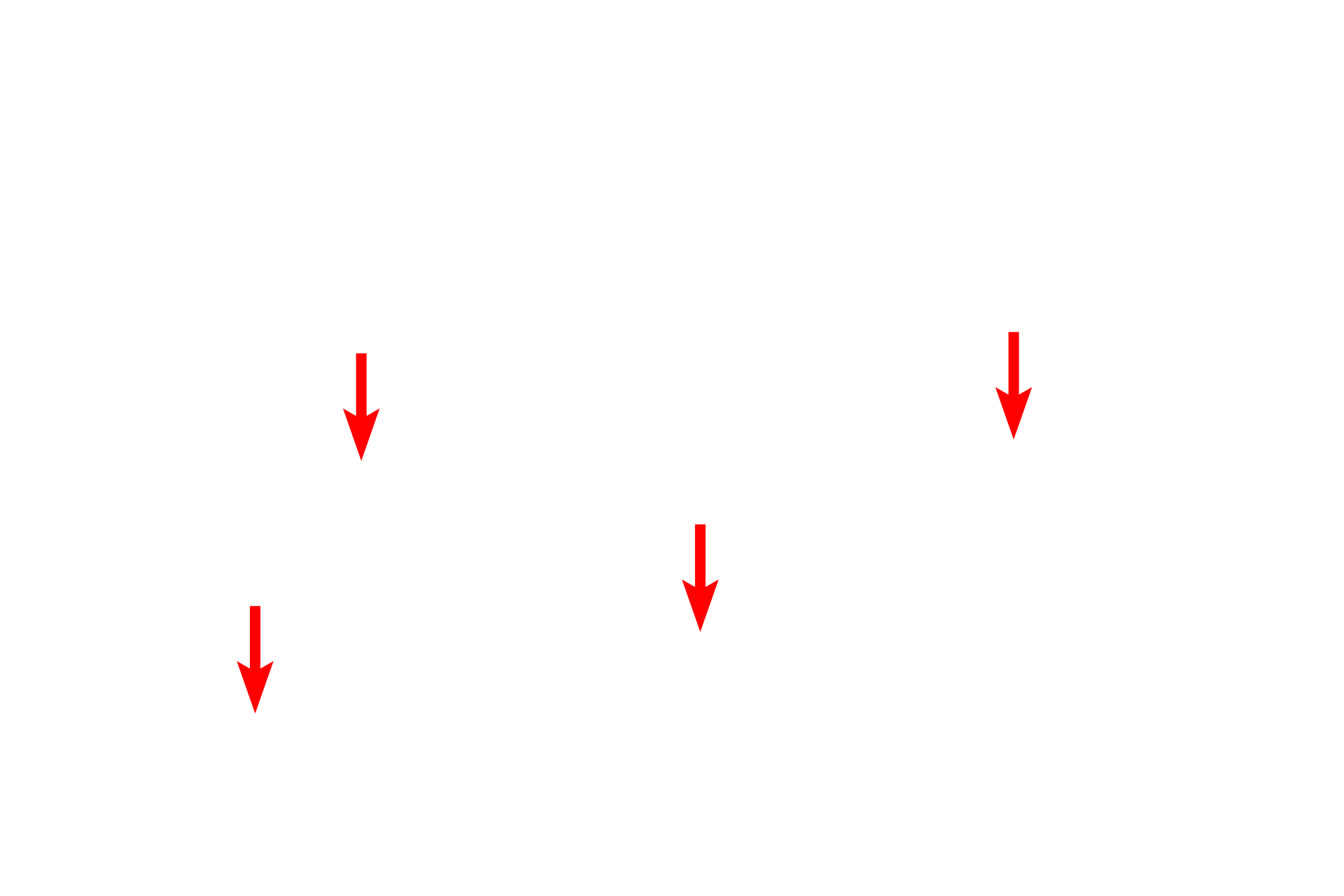 Polysomes <p>SER consists of interconnected tubules and is the major site of lipid synthesis and calcium storage in the cell.  The majority of the SER in this field is cut in cross section and, thus, appears as circular profiles. The amount of SER in a cell varies greatly depending on the function of the cell, e.g., SER is abundant in steroid secreting cells and liver cells (hepatocytes) for detoxification.  25,000x</p>
