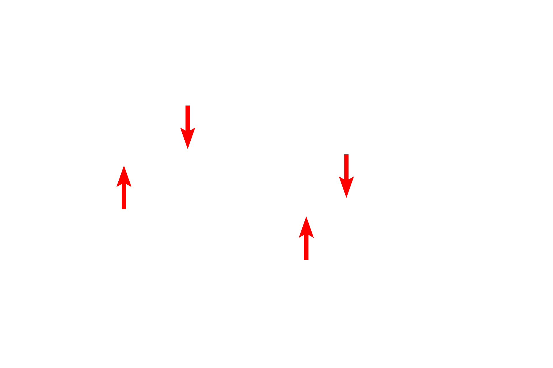  - Pores of nuclear envelope <p>The RER consists of flattened, interconnected membranous sacs (cisterns) continuous with the nuclear envelope.  RER possesses ribosomes on the cytoplasmic surface of the membrane.  Proteins synthesized by the RER accumulate within the cisterns and are transported, via transport vesicles, to the Golgi for processing and packaging.  58,000x</p>
