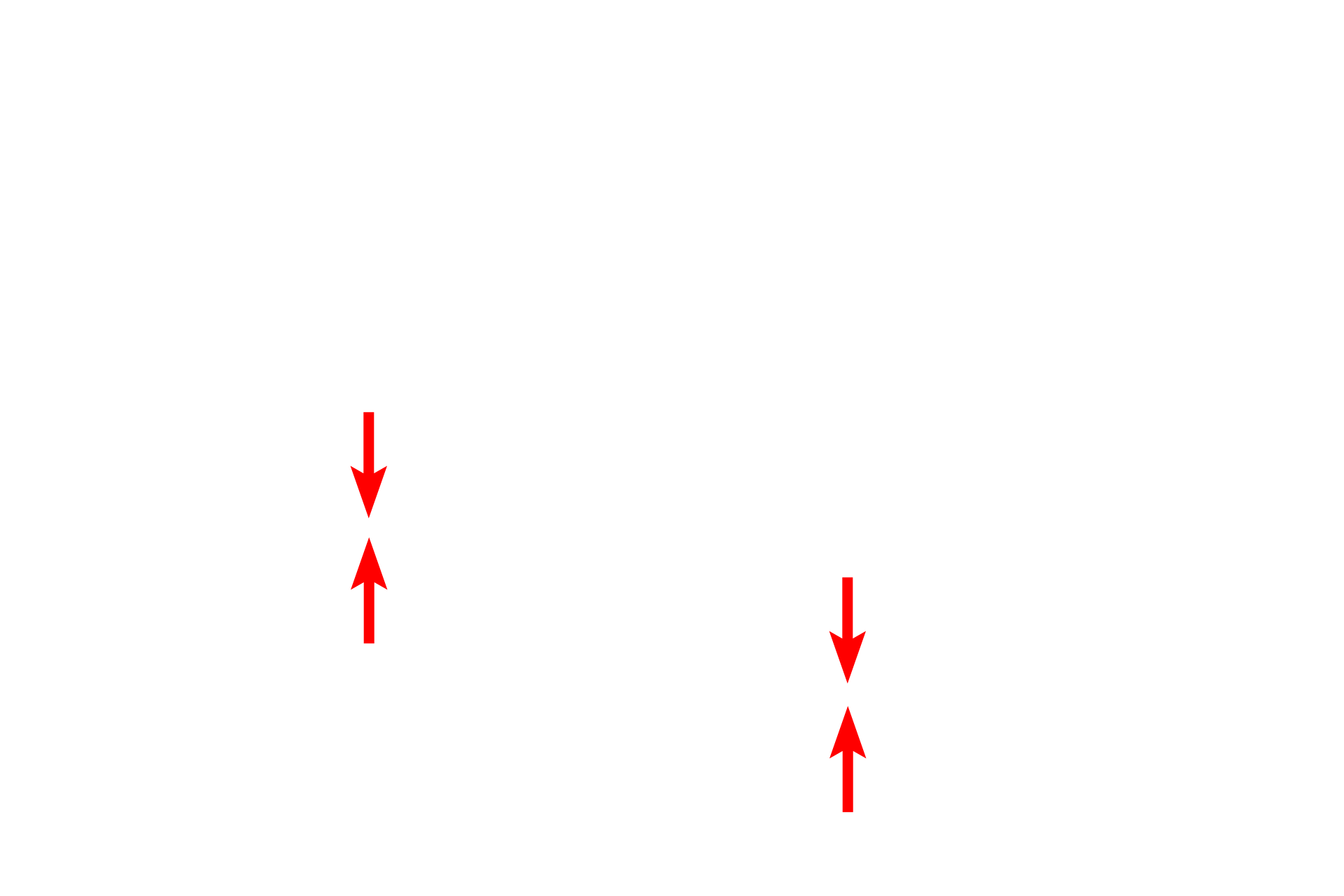  - Nuclear envelope <p>Proteins for export and membrane insertion are synthesized by the RER and transferred to the Golgi via transport vesicles.  Transport vesicles fuse with the cis or forming face of the Golgi.  The proteins from the vesicles are post-translationally modified while moving toward the trans or maturing face. There, they are packaged into vesicles and secretory granules for transport to the plasma membrane.</p>
