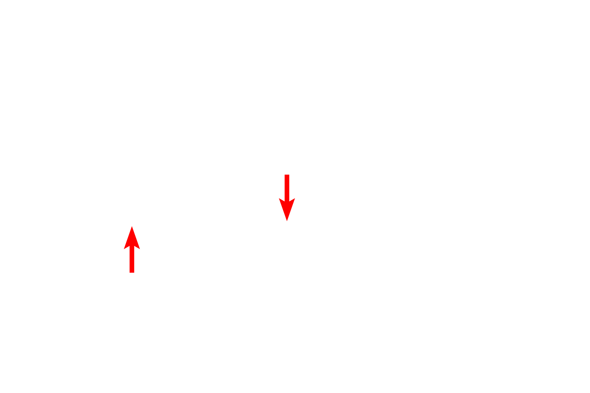  - Nuclear pores <p>Proteins for export and membrane insertion are synthesized by the RER and transferred to the Golgi via transport vesicles.  Transport vesicles fuse with the cis or forming face of the Golgi.  The proteins from the vesicles are post-translationally modified while moving toward the trans or maturing face. There, they are packaged into vesicles and secretory granules for transport to the plasma membrane.</p>
