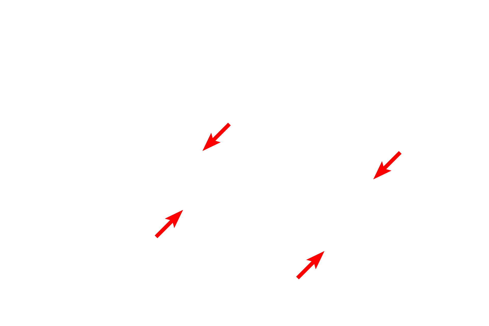  - Plasma membrane <p>Movement of materials across the plasma membrane occurs by: (1) simple diffusion for lipid soluble and small uncharged molecules; (2) active or passive transport via membrane transport proteins; and (3) vesicular transport (endocytosis and exocytosis), which requires readily observable morphological changes in the membrane.  Capillary wall  40,000x</p>
