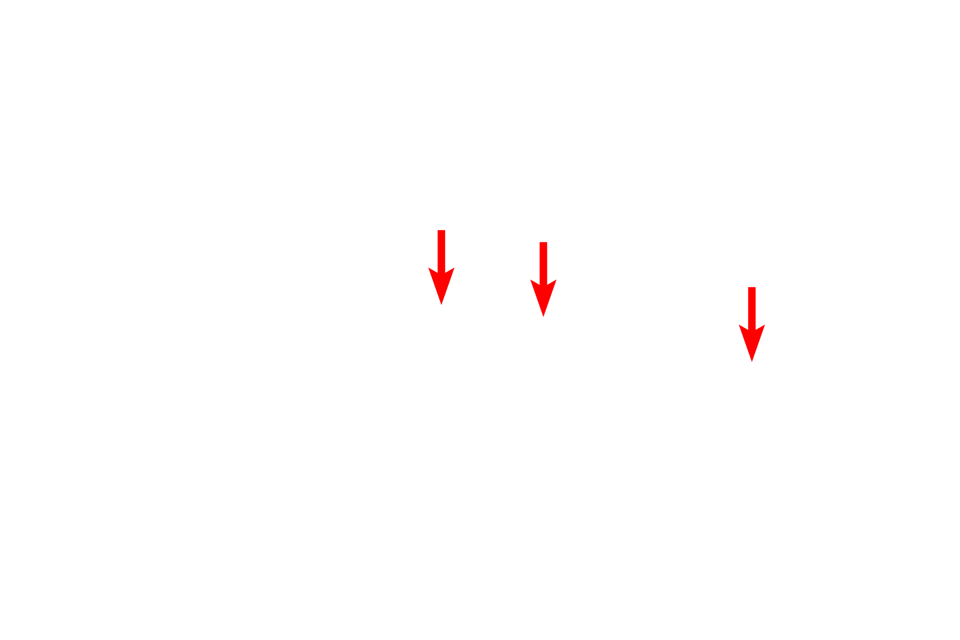 Exocytosis > <p>The release of material from a cell (e.g., glandular secretion or transport across an epithelium, as here) occurs by exocytosis in which membrane-bound vesicles migrate to the cell surface, fuse with the plasma membrane and release their contents to the exterior.  In addition to the movement of materials, endocytosis and exocytosis are the means by which the cell recycles its plasma membrane.</p>
