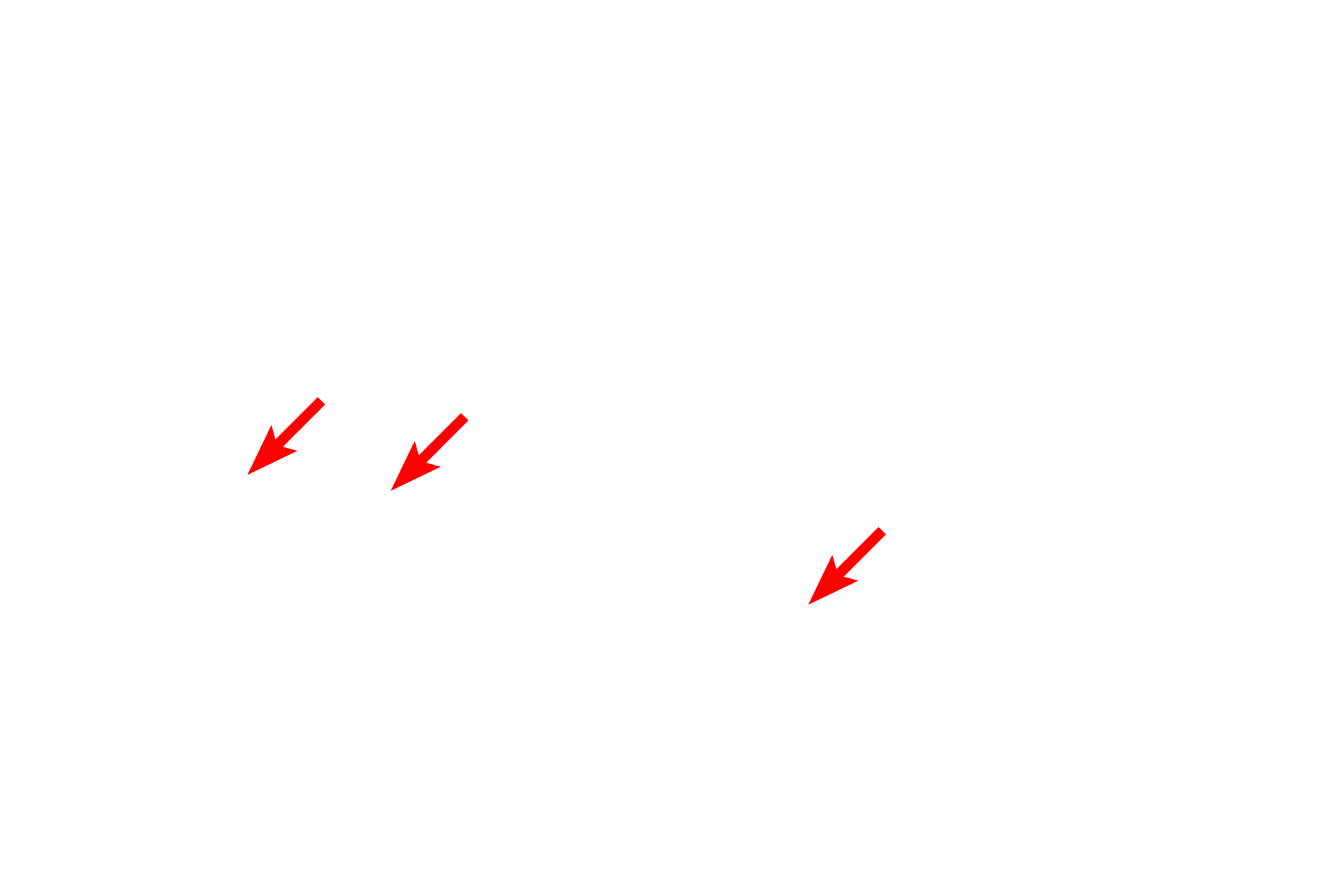  - Vesicles > <p>Vesicles are membrane-bound sacs that either form from the plasma membrane to bring materials into a cell or merge with the plasma membrane to release materials from the cell. In addition to this transcellular transport, vesicles also provide transport between cellular organelles.</p>
