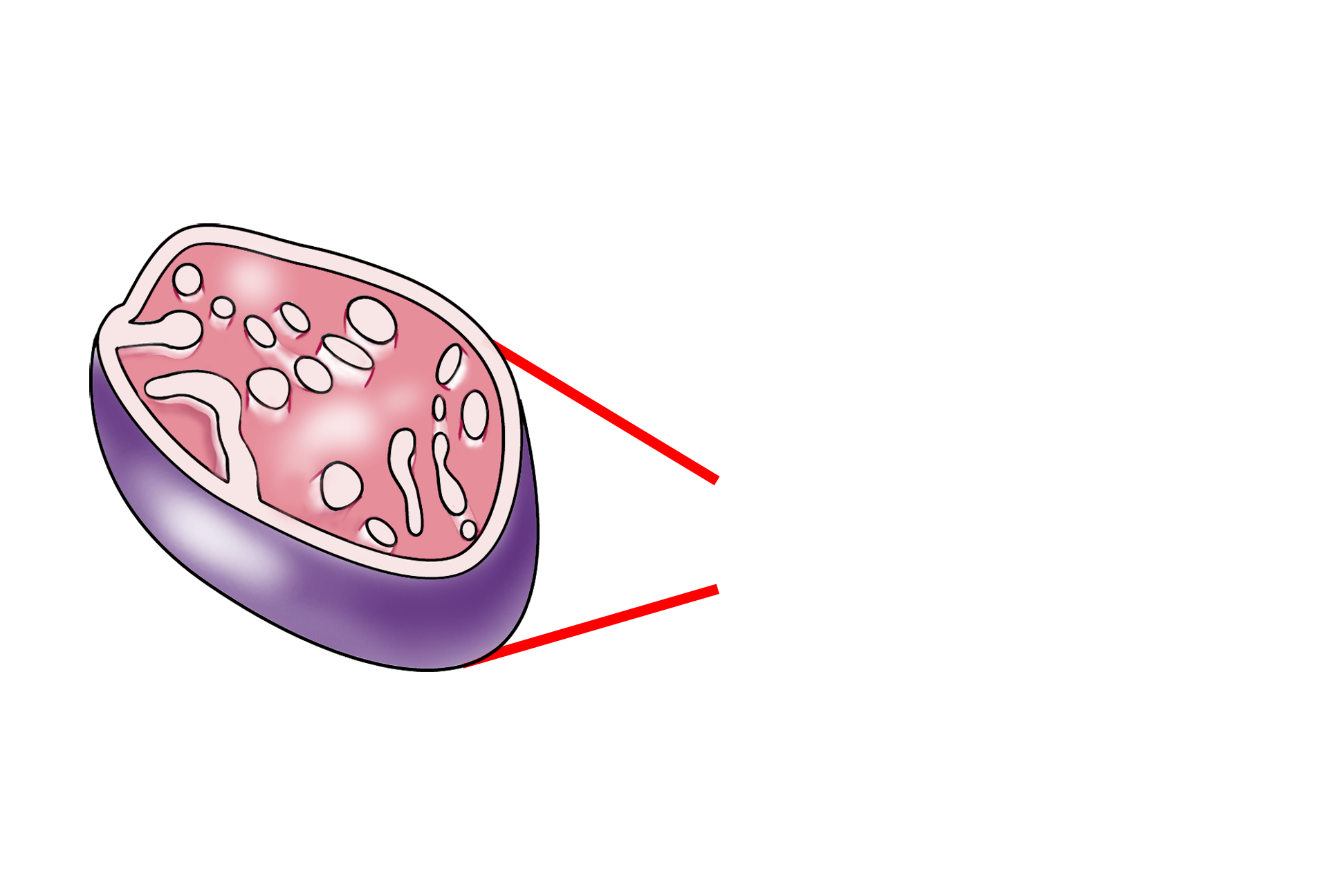Illustration <p>The mitochondria present in this electron micrograph possess tubular cristae rather than the flattened shelf-like cristae which are present in most cells.  Mitochondria with tubular cristae are a common feature of most steroid-producing cells.  40,000x</p>
