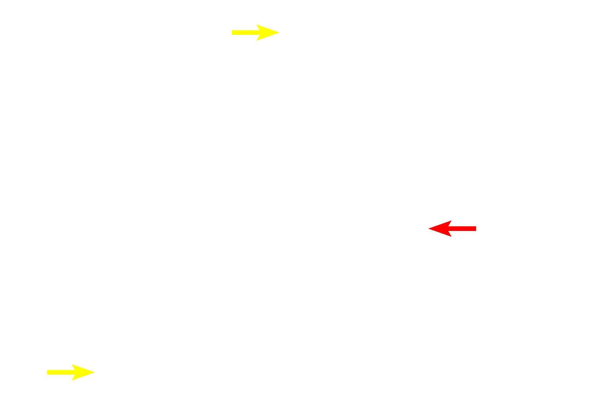  - Nucleoli <p>The nucleus can be located in different parts of a cell depending on the type of cell and distribution of organelles.  Note the basal location of the nucleus in the wedge-shaped cells of the pancreas on the left, and central location of the nucleus in the neuron on the right.  1000x, 1000x</p>
