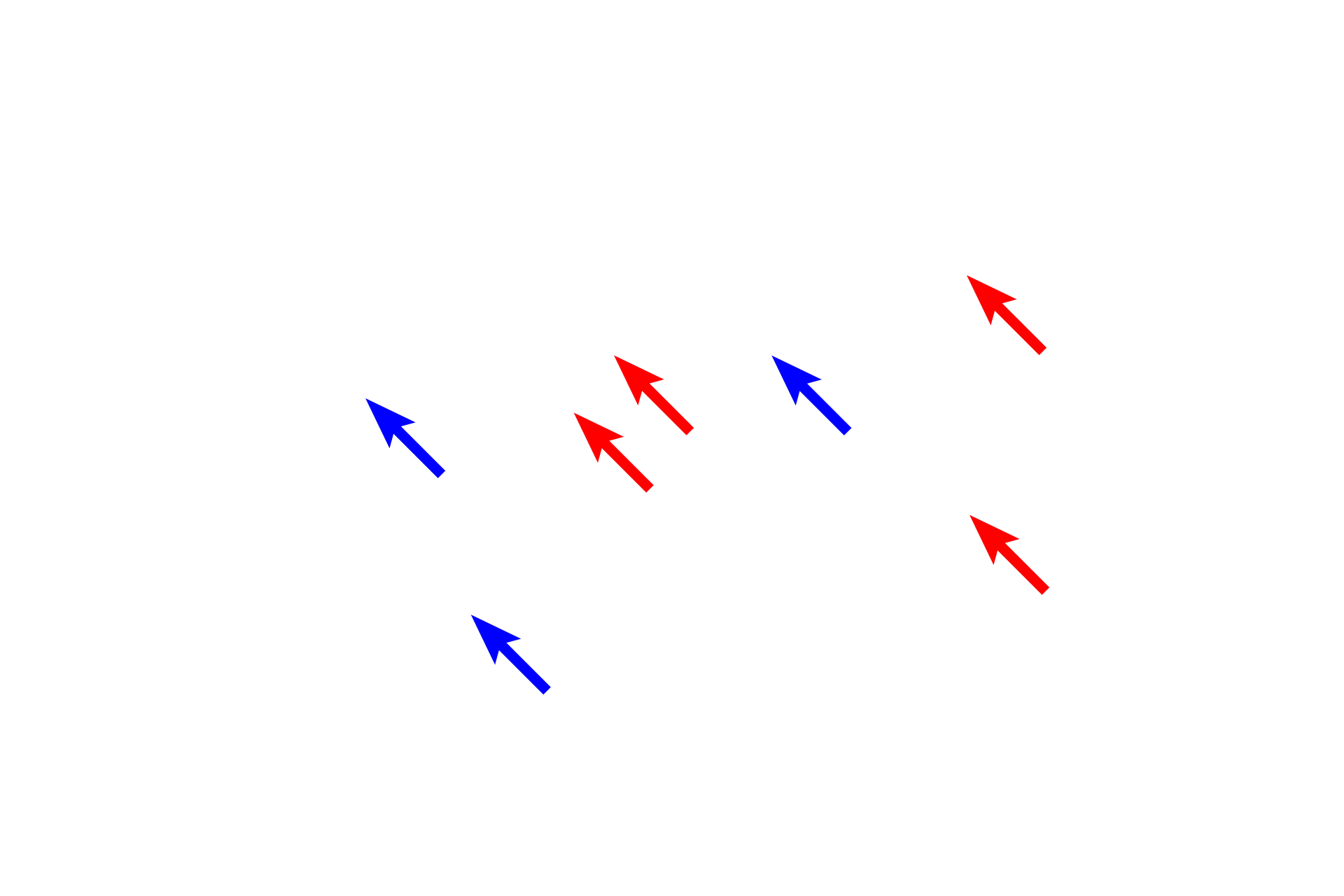 Myofilaments > <p>Thick myofilaments (red arrows) are broader than thin myofilaments and, therefore, are easier to identify. The thin myofilaments are difficult to resolve in this preparation, but are located in the I band (blue arrows) and extend between the thick myofilaments in the A band.</p>
