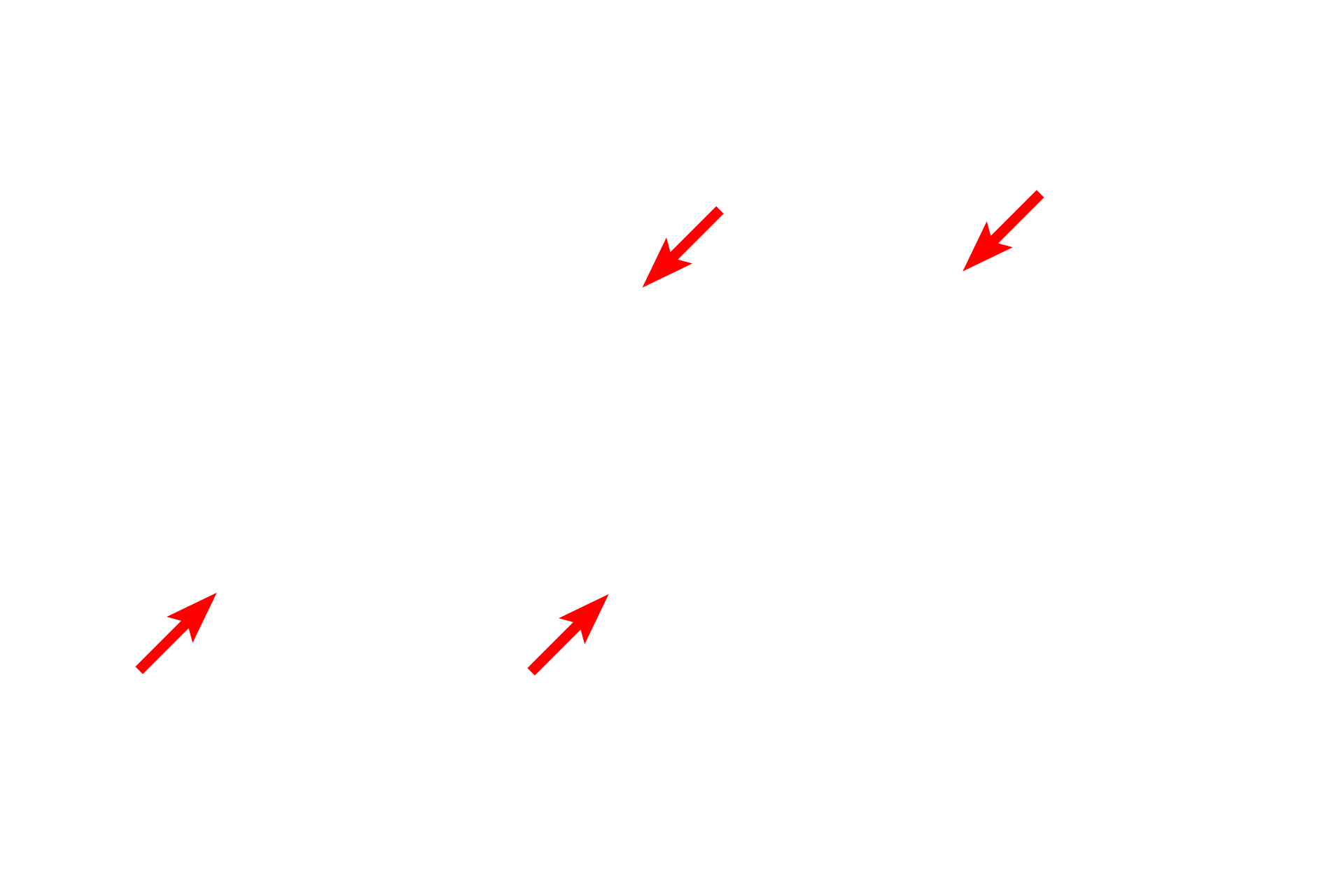External lamina > <p>Schwann cells secrete an external lamina, which is similar to a basal lamina produced by epithelial cells.  Surrounding the external lamina are delicate collagen fibrils which contribute to the endoneurium.</p>
