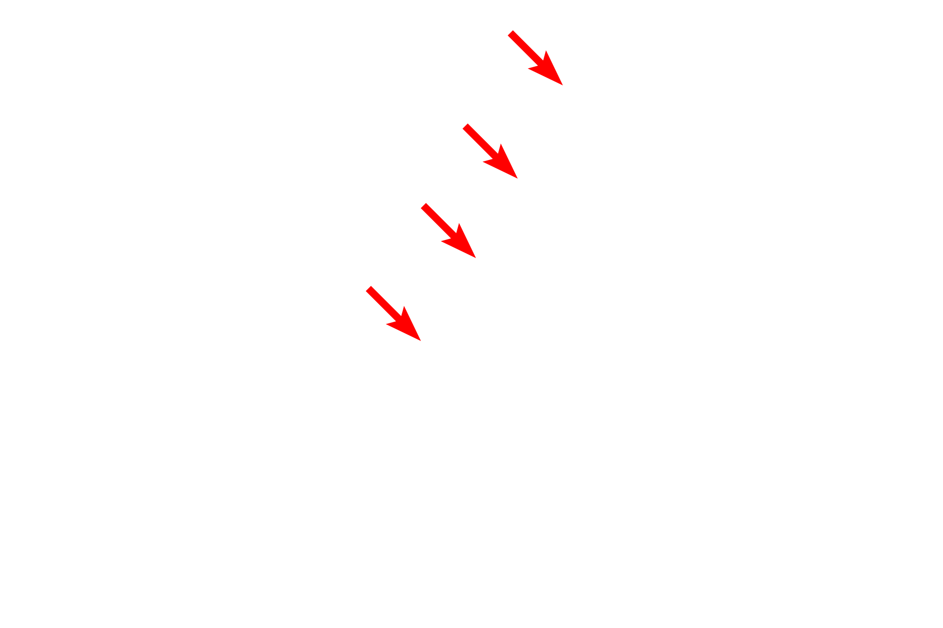 Major dense lines > <p>The cytoplasmic surfaces of the Schwann cell plasma membrane closely appose each other, extruding the cytoplasm (compaction) and forming the major dense line.</p>
