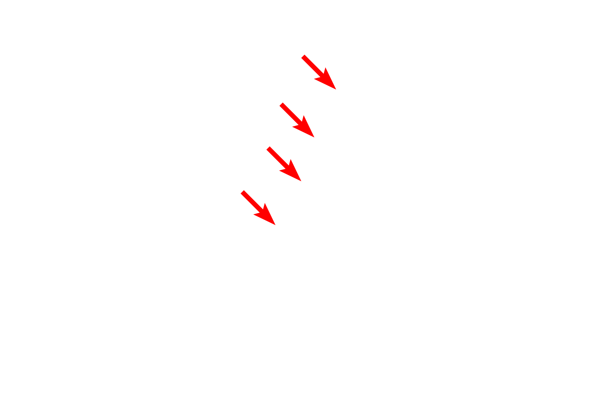 Intraperiod lines > <p>The intraperiod line results from the juxtaposition of the external surfaces of adjacent Schwann cell membranes.  The intraperiod line is not as electron dense as the major dense line and can appear as a double line.</p>
