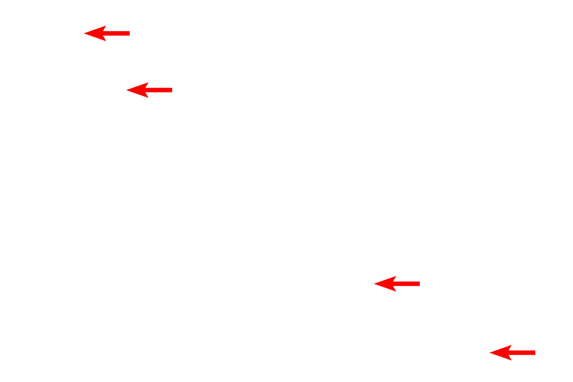 Dendrites <p>A multipolar neuron shows the abundant Nissl substance in its cytoplasm, as well as a characteristically large, euchromatic nucleus and prominent nucleolus.  Two Nissl-containing dendrites extend from the cell body.  Nuclei of astrocytes and oligodendrocytes, as well as myelinated axons, are also present.  Toluidine blue stain  1000x</p>
