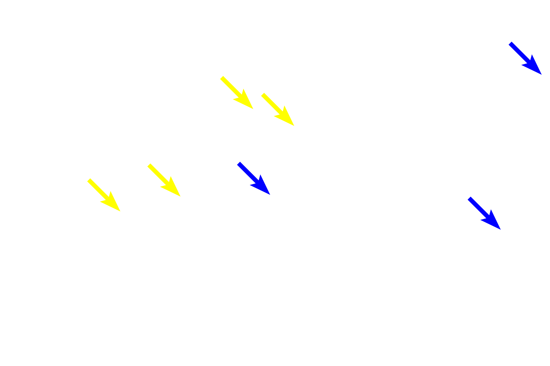 Ducts > <p>Intralobular ducts (yellow arrows), located entirely within a lobule, drain the secretory units of a compound gland.  Intralobular ducts merge to form interlobular ducts (blue arrows) that drain multiple lobules and are located in the intervening connective tissue.</p>
