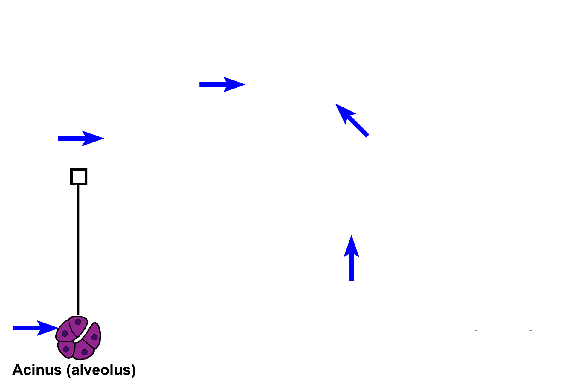 Interlobular connective tissue and septa <p>A lobule is a cluster of secretory units and the ducts that drain them.  The space immediately surrounding the secretory units and their ducts is occupied by a loose connective tissue, called intralobular connective tissue.  Between the lobules is interlobular connective tissue, a dense connective tissue that also forms partitions or septa within the gland.</p>
