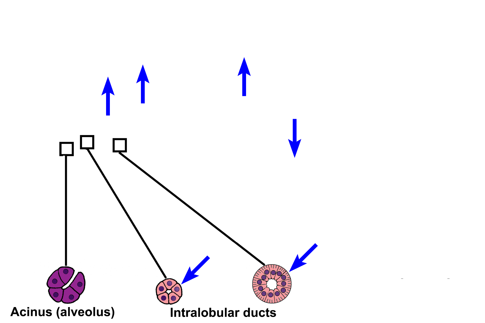 Intralobular ducts > <p>Intralobular ducts drain the secretory units and are located within a lobule.  They begin with a simple cuboidal epithelial lining.  As they join other ducts, they become larger and their epithelium increases in height, becoming simple columnar.  The two cross sections at the bottom of the illustration (blue arrows) are examples of these intralobular ducts.</p>
