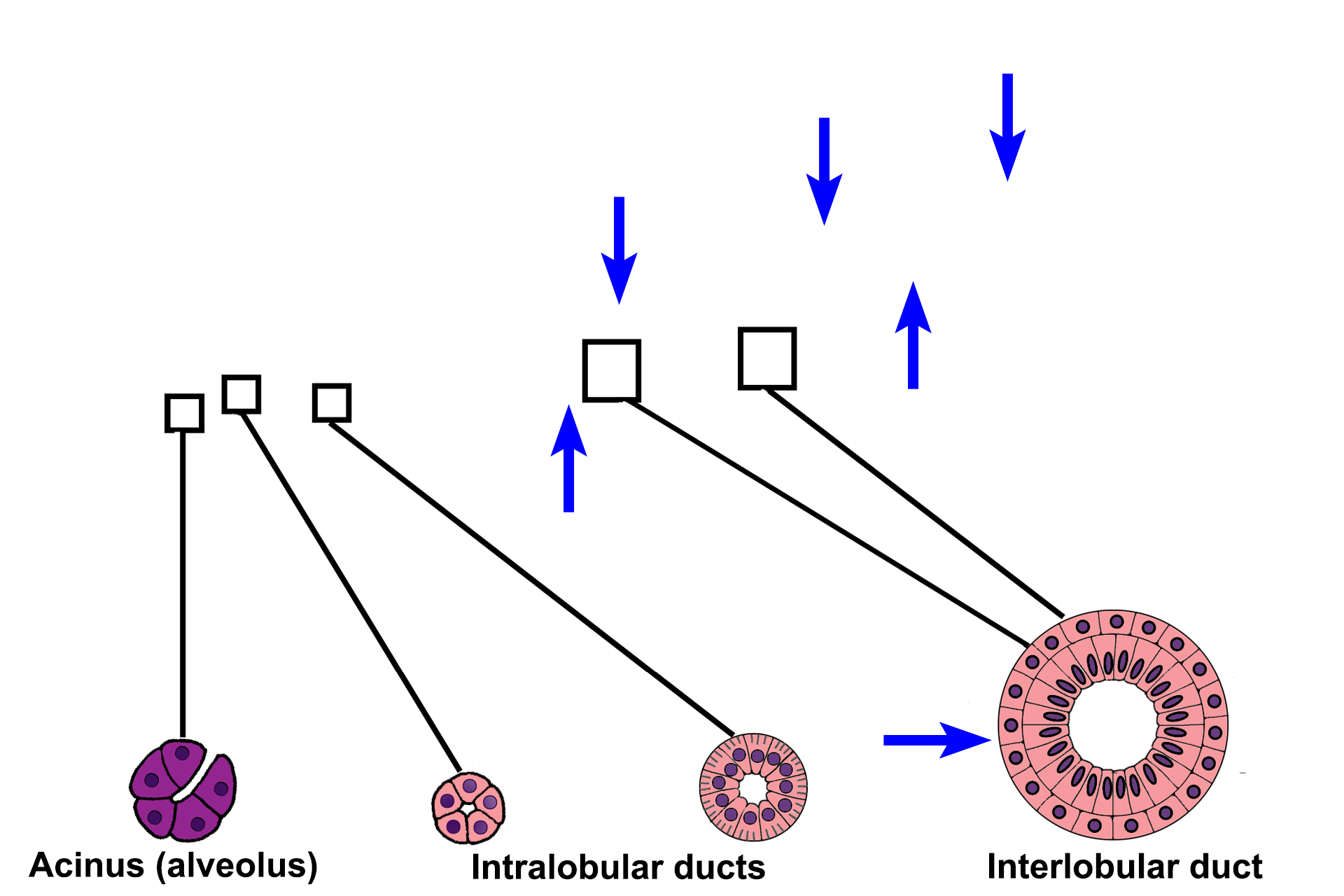 Interlobular ducts > <p>Interlobular ducts are formed by the convergence of intralobular ducts and they lie in the interlobular connective tissue between lobules.  Interlobular ducts are lined by stratified epithelium and anastomose with ducts from other lobules to form the main duct.</p>
