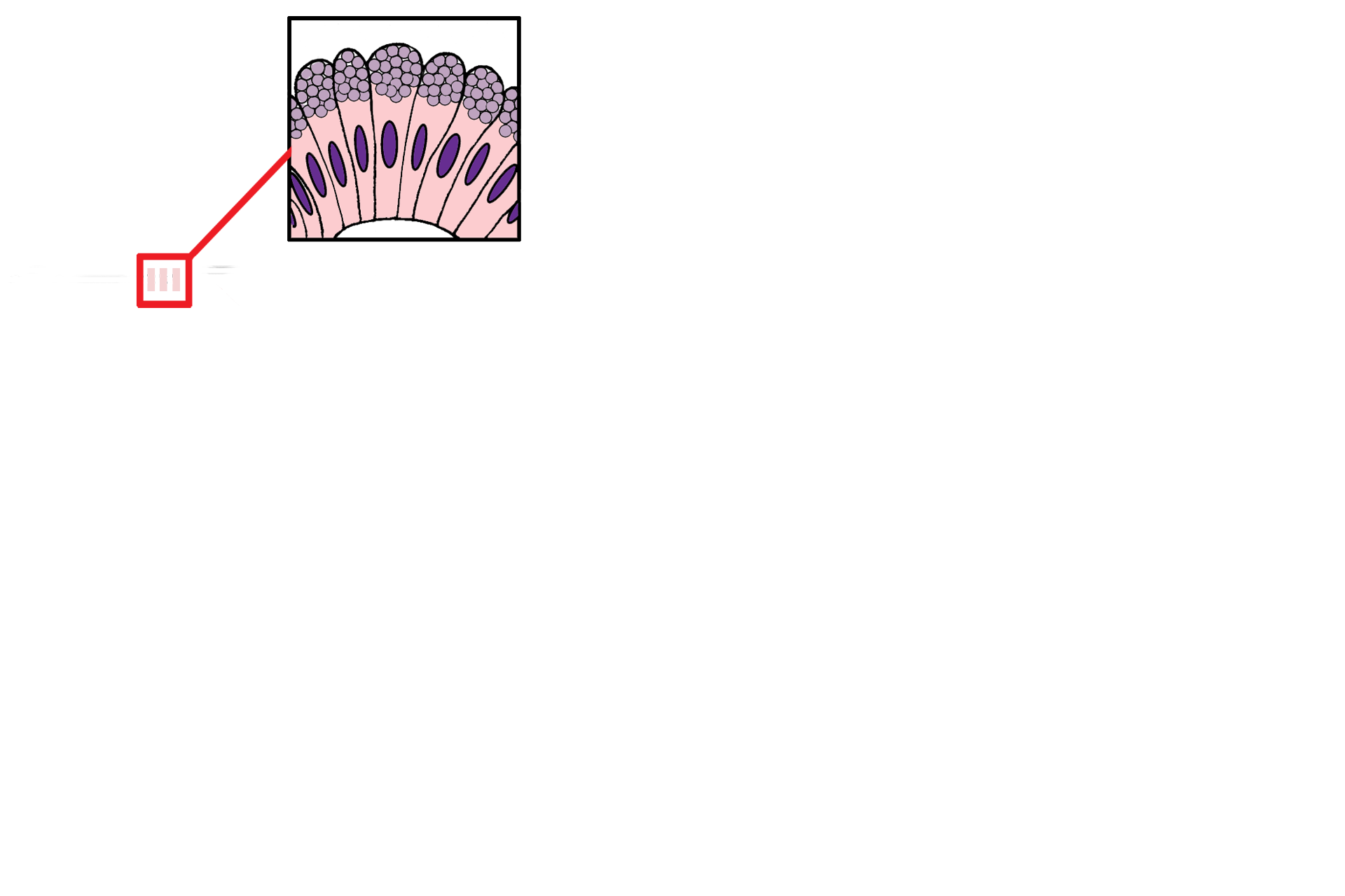 Sheet gland > <p>A sheet gland is a little more complex than a unicellular gland in that all cells of a surface epithelium differentiate into secretory cells, forming a secretory sheet.  The only sheet gland in the human lines the lumen of the stomach, where the mucus it secretes protects the stomach from gastric acids.</p>
