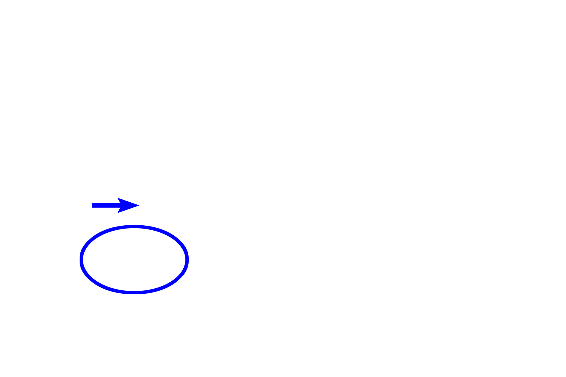  - Simple coiled tubular<br>gland > <p>A simple coiled tubular gland has a tubular secretory unit (blue oval) that coils on itself like a ball of yarn.  Secretory product is conveyed to the surface epithelium by a single duct (blue arrow).  The most common simple coiled tubular gland in the human does not secrete mucus, it is specialized to produce sweat.</p>
