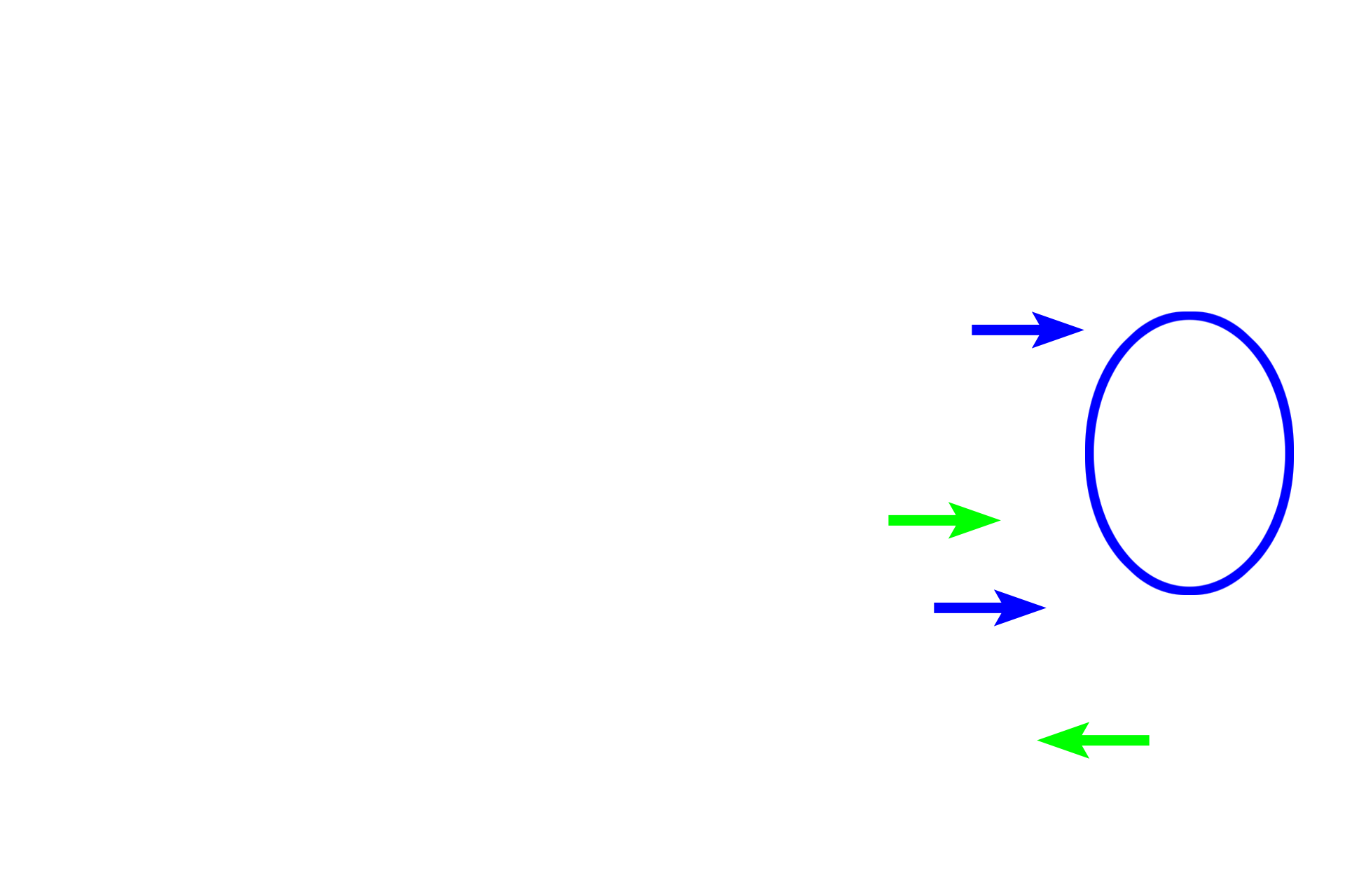  - Compound tubuloacinar gland > <p>Compound tubuloacinar glands have branching ducts (blue arrows), lobules (oval), and both acinar (magenta spheres) and tubular (green arrows) secretory units. Fewer ducts are present in the tubular portions because the tubular secretory units act as their own ducts.</p>
