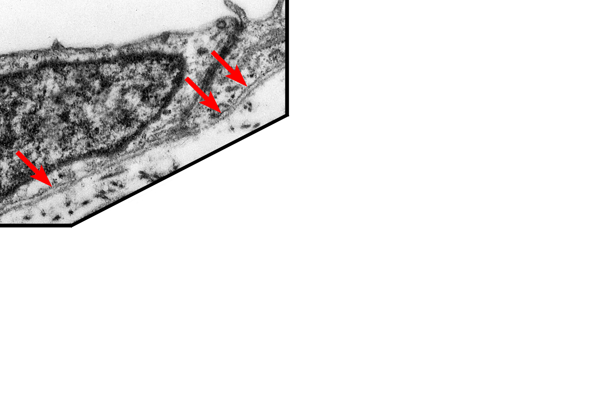 Plasma membrane <p>All epithelia rest on a basement membrane, which consists of two components, the basal lamina, secreted by epithelial cells, and a reticular lamina, secreted by fibroblasts in the underlying connective tissue.  The basal lamina is, in turn, subdivided into lamina lucida and lamina densa.  Additional studies have shown that the presence of the lamina lucida results from a fixation-shrinkage artifact of the tissue.  The clear space does not exist in life and thus the lamina densa lies directly adjacent to the plasma membrane.  Serosa  15,000x</p>
