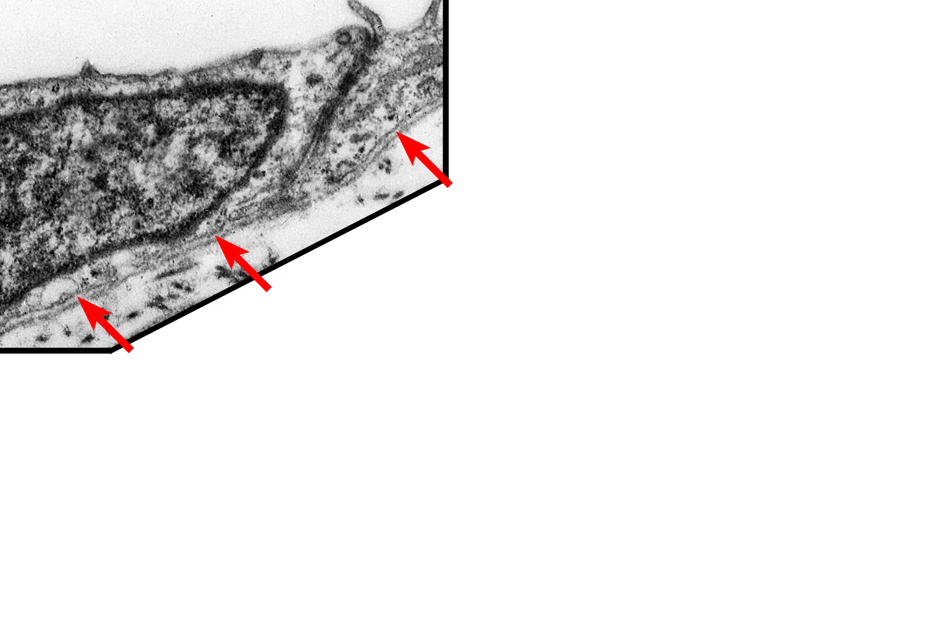 Lamina lucida <p>All epithelia rest on a basement membrane, which consists of two components, the basal lamina, secreted by epithelial cells, and a reticular lamina, secreted by fibroblasts in the underlying connective tissue.  The basal lamina is, in turn, subdivided into lamina lucida and lamina densa.  Serosa  15,000x</p>
