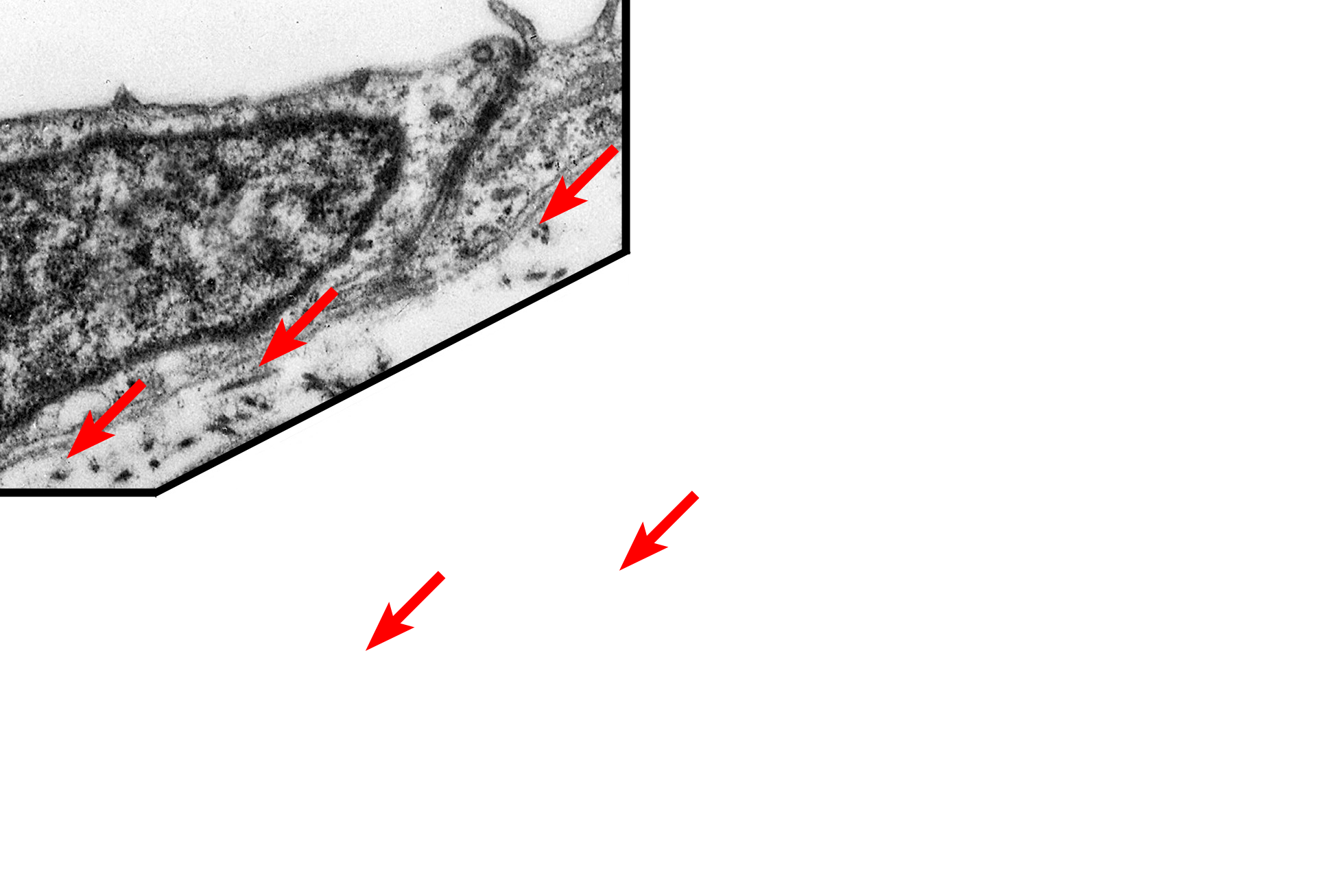 Reticular lamina <p>All epithelia rest on a basement membrane, which consists of two components, the basal lamina, secreted by epithelial cells, and a reticular lamina, secreted by fibroblasts in the underlying connective tissue.  The basal lamina is, in turn, subdivided into lamina lucida and lamina densa.  Serosa  15,000x</p>
