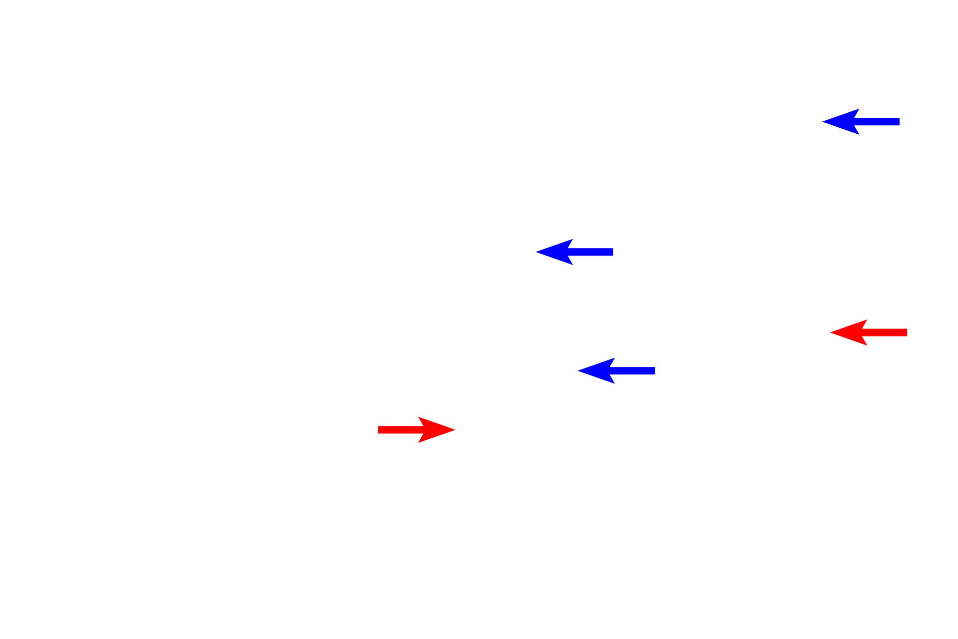 Discontinuous capillary > <p>Discontinuous capillaries, or sinusoids, have wider diameters and more irregular outlines than other capillary types. These capillaries have large gaps (blue arrows) between individual endothelial cells as well as fenestrations (red arrows) without diaphragms. Discontinuous capillaries are found in the liver, spleen and bone marrow, where greater transport across the endothelium is required.</p>
