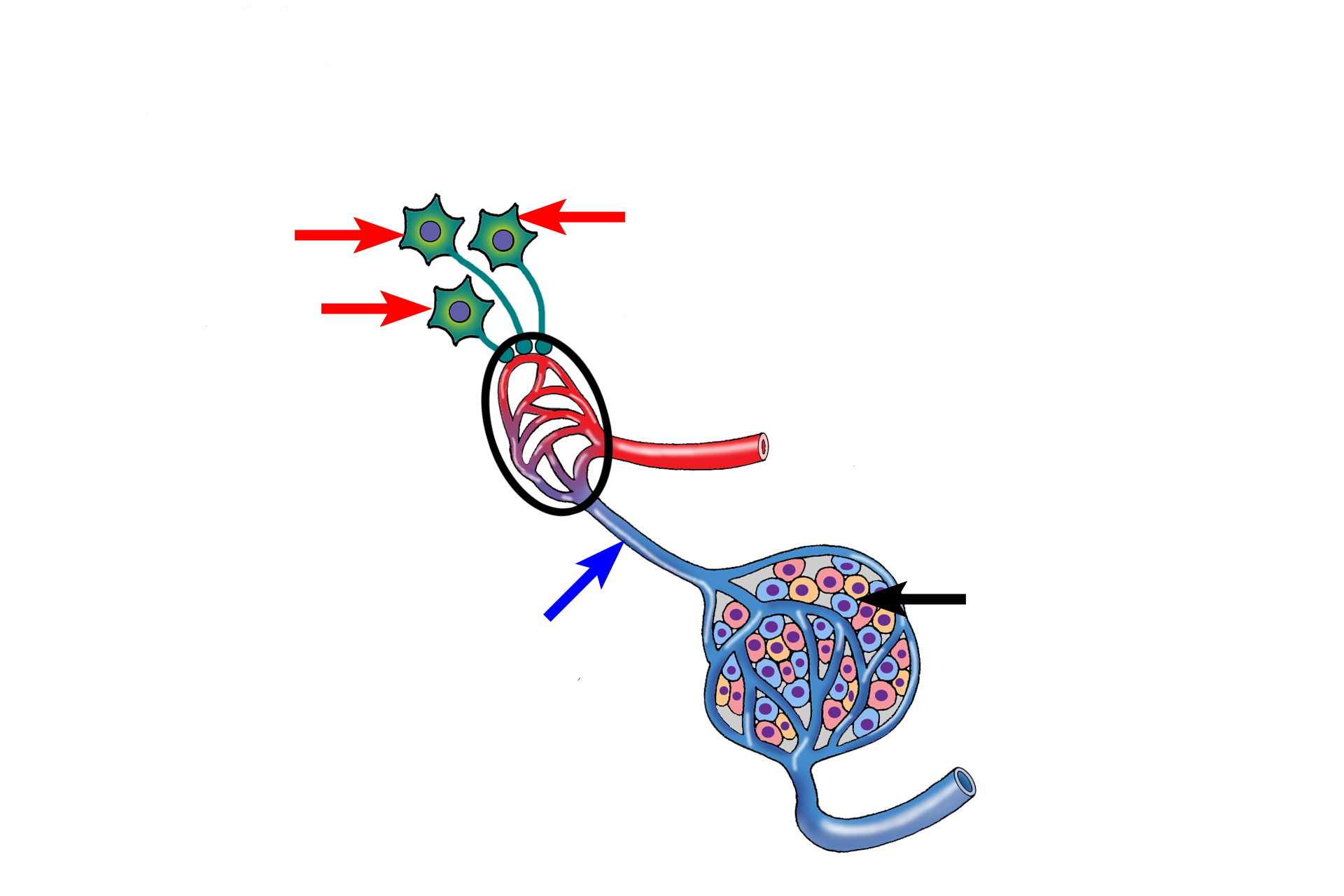  - Control of secretion > <p>Neurons (red arrows) in hypothalamic nuclei terminate on a capillary plexus (black circle) in the median eminence of the hypothalamus. Stimulating and inhibiting factors synthesized by these neurons are released into the capillary plexus and carried via the hypothalamo-hypophyseal portal system of vessels (blue arrow) to capillaries in the adenohypophysis, where they influence hormone secretion (black arrow).</p>
