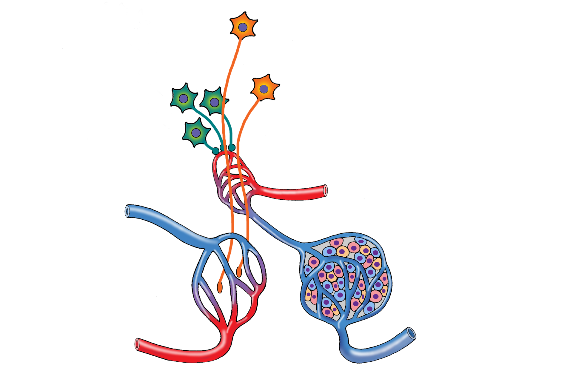 Combined secretion and control > <p>This composite image compares the structural and functional components of the neuro- and adenohypophyseal subdivisions, as well as their controlling mechanisms.</p>
