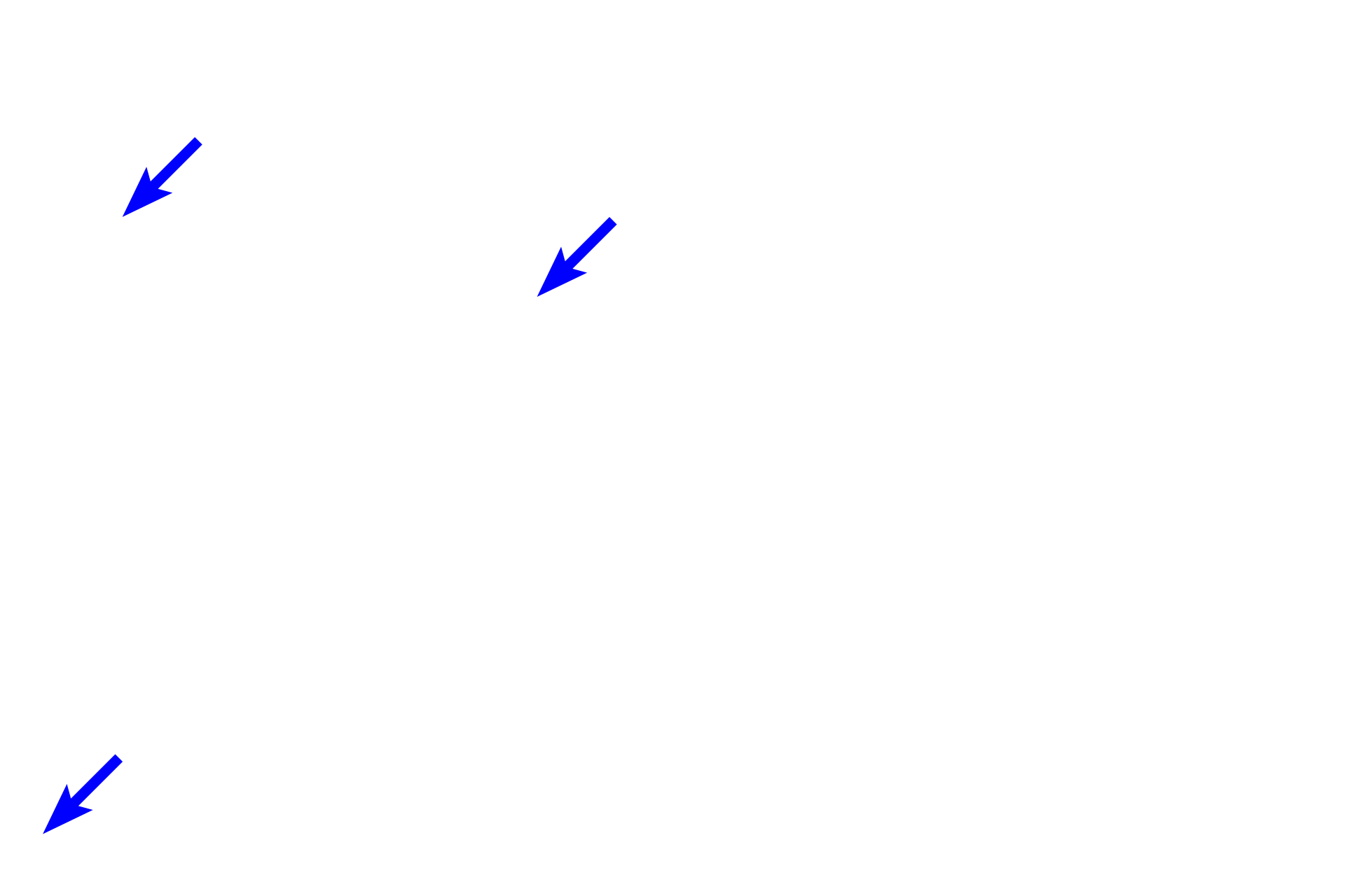 Blood vessels > <p>Blood vessels and nerves (not shown) are also present in the connective tissue and within the coils of the gland.</p>
