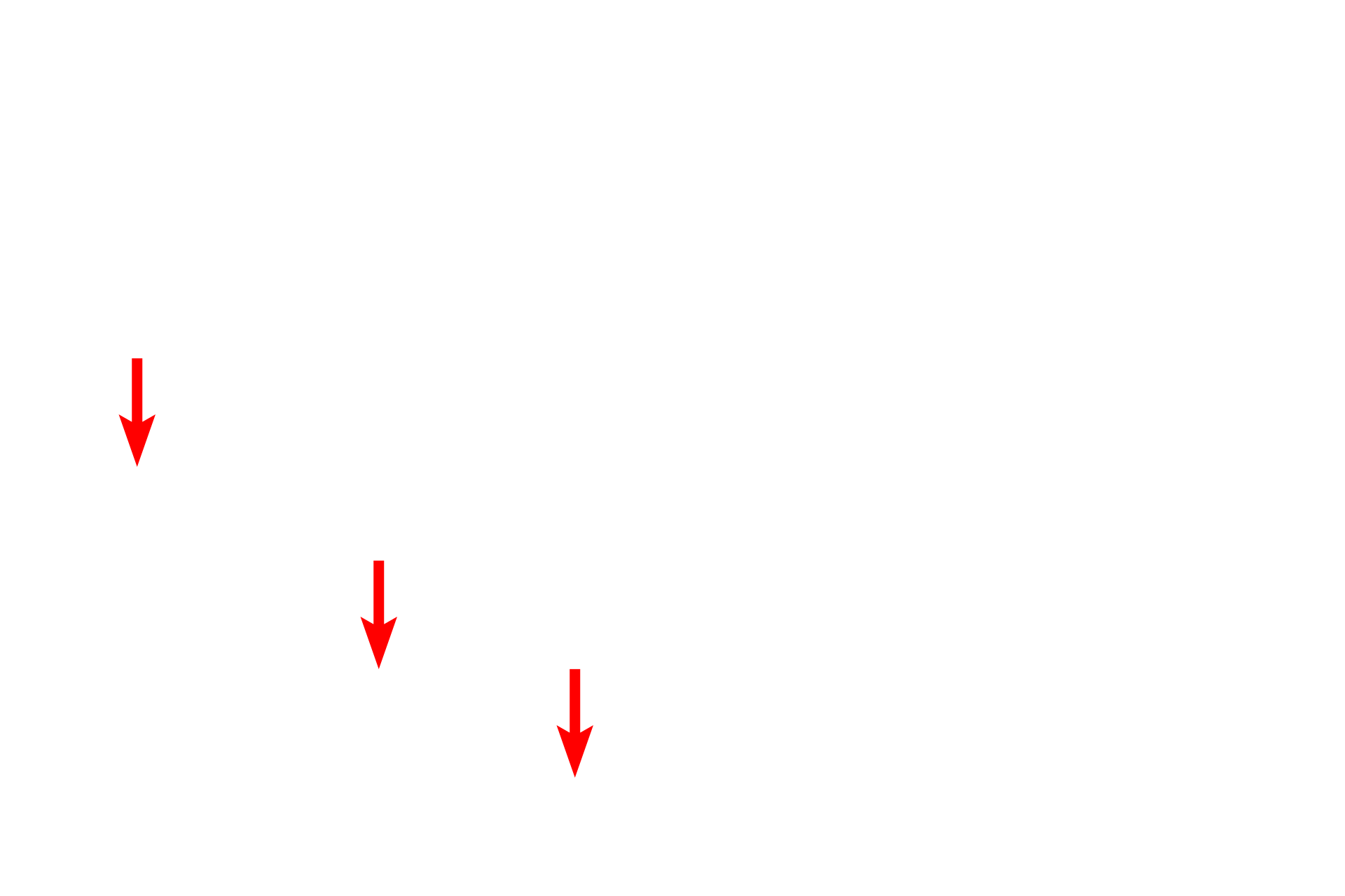  - Nuclei <p>The tubule cells contain numerous irregular mucous-containing secretory granules.  This mucus is often lost during routine histological processing resulting in the foamy appearance of the cytoplasm.  Nuclei are located at the base of the cells and the tubule shows a wide lumen.</p>
