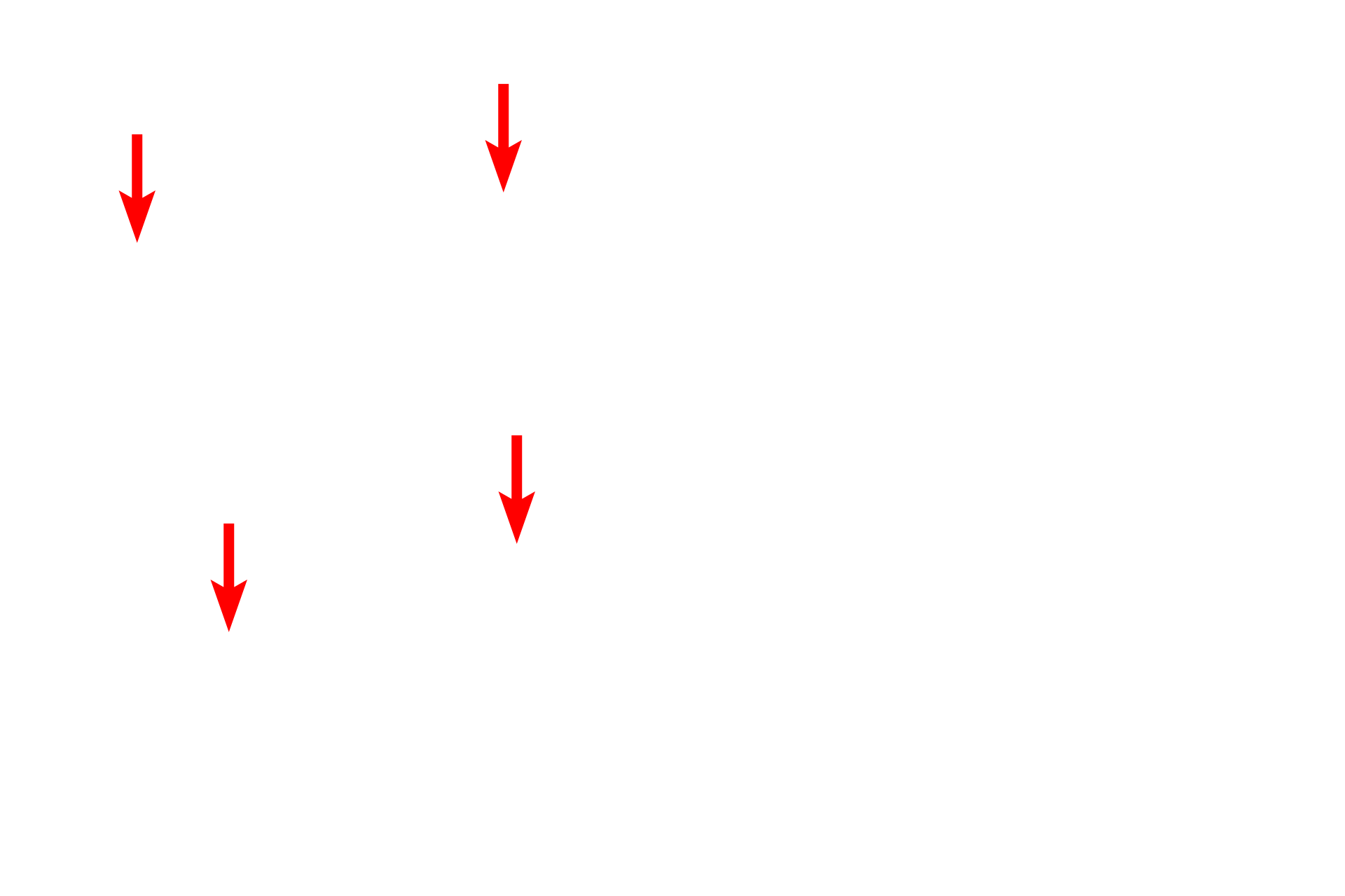  - Mucous granules <p>The tubule cells contain numerous irregular mucous-containing secretory granules.  This mucus is often lost during routine histological processing resulting in the foamy appearance of the cytoplasm.  Nuclei are located at the base of the cells and the tubule shows a wide lumen.</p>
