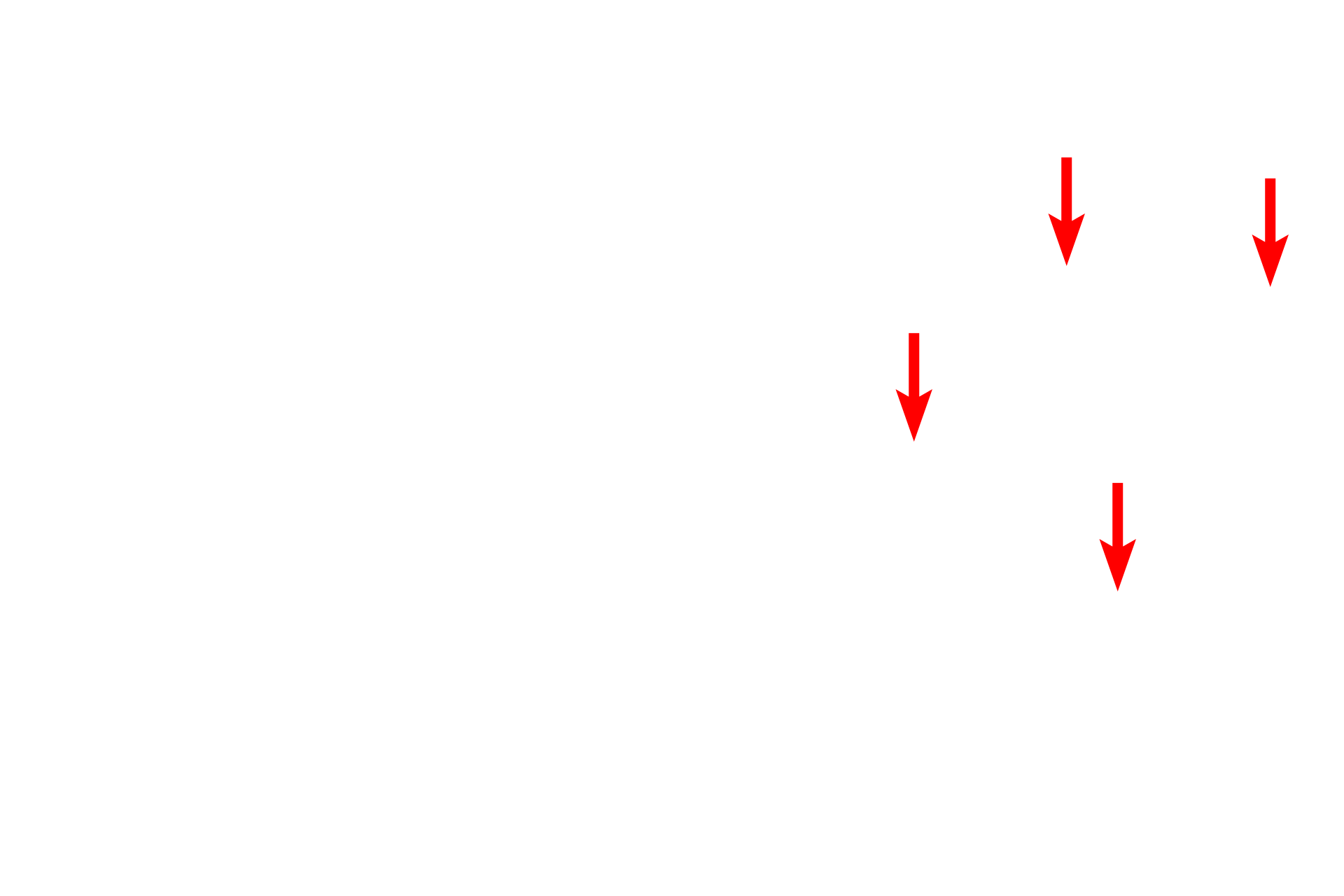  - Serous granules <p>The acinus consists of pyramidal-shaped cells, whose apical cytoplasm is filled with darkly-stained, uniformly-sized, secretory granules.  The small central lumen contains the serous secretory product contained in the granules.</p>
