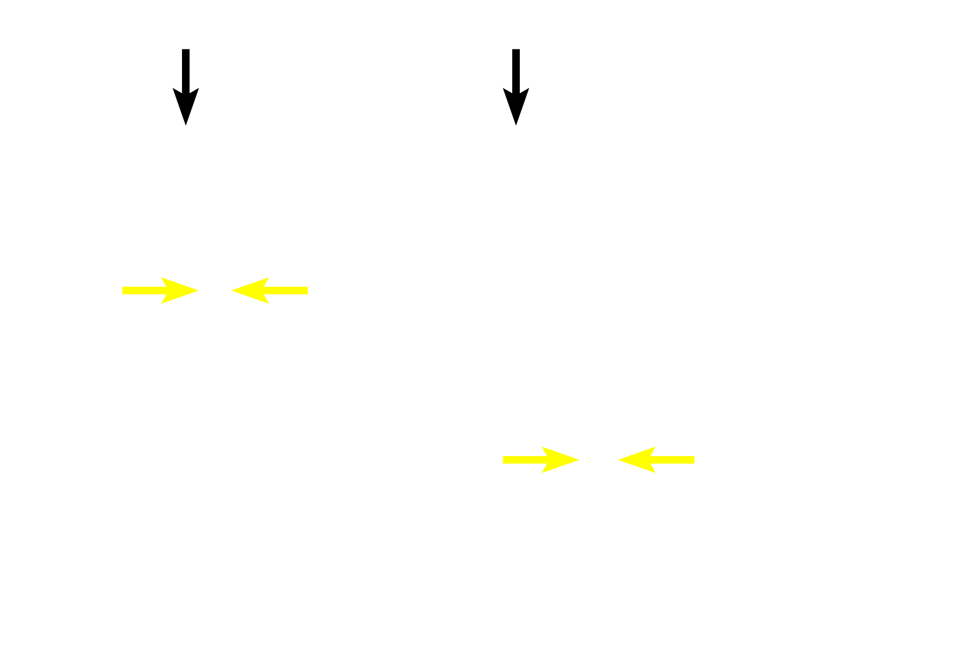  - Epithelium <p>The mucosa of the large intestine is lined by absorptive and goblet cells forming a simple columnar epithelium with microvilli.   Goblet cells increase in number from the beginning to the termination of the large intestine, providing lubrication.  A reduced number of enteroendocrine cells is present.  Straight intestinal glands are typical of the large intestine.  400x</p>
