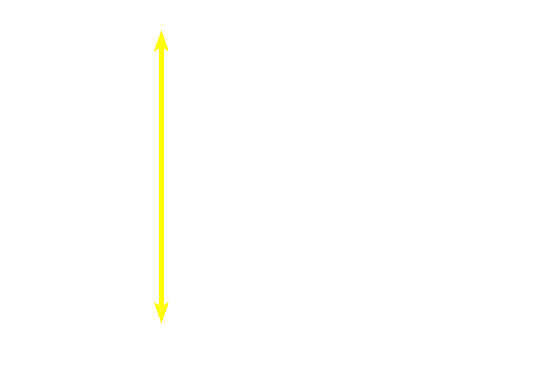 Epithelium <p>The small intestine is lined by a simple columnar epithelium of absorptive cells (enterocytes) with microvilli and goblet cells.  Microvilli, which form a brush border on the apical surface of the absorptive cells are shown in greater detail in the electron micrograph.  1000x, 10,000x</p>
