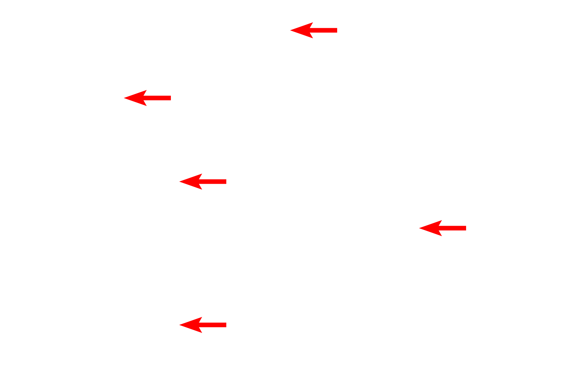 Lamina propria > <p>The glands are surrounded by lamina propria composed of loose connective tissue.</p>
