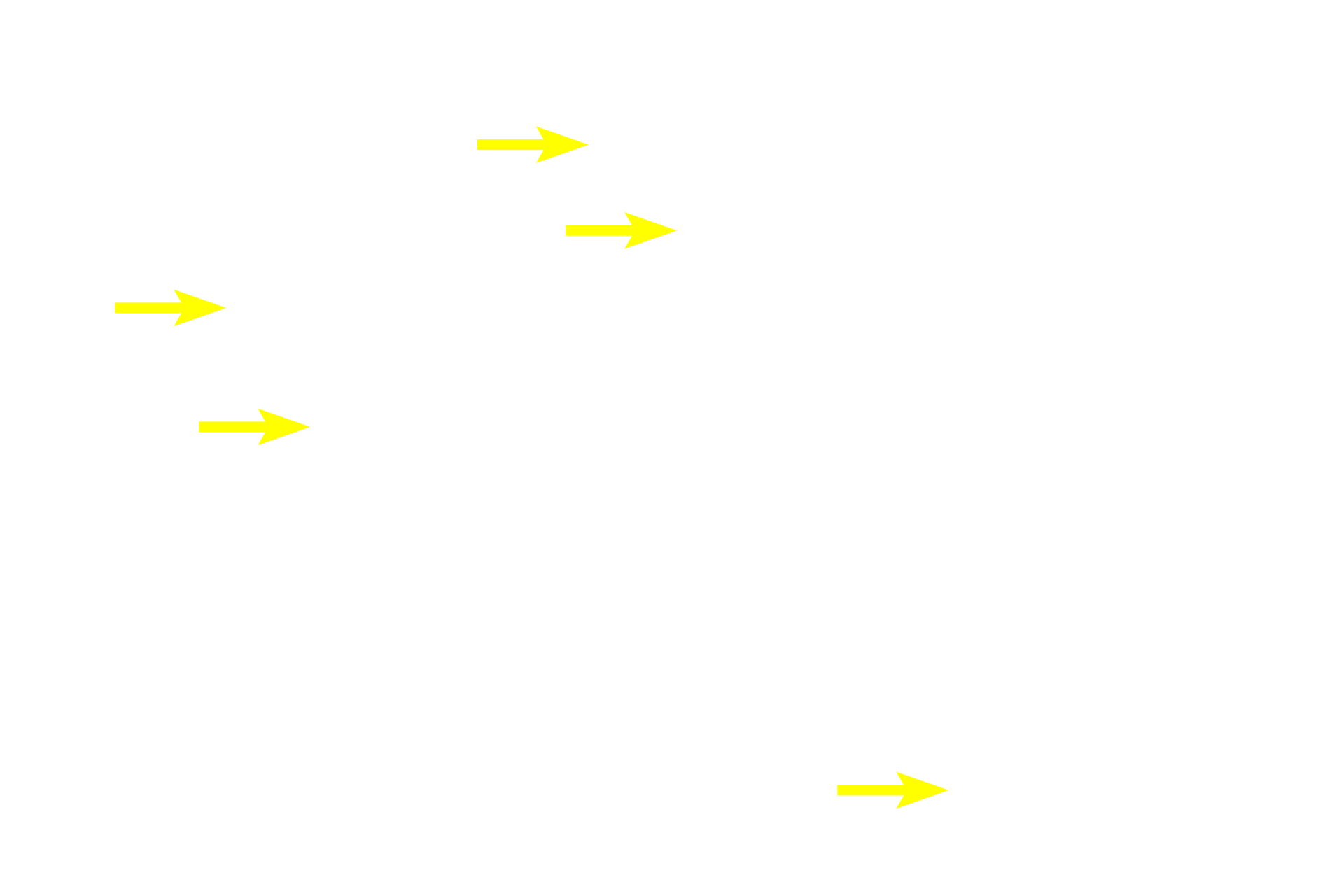 Chief cells > <p>Chief cells secrete the enzyme precursor pepsinogen and, therefore, as protein-secreting exocrine cells, have basally located rough endoplasmic reticulum and apically located secretory granules.  These cells are most numerous in the bases of the fundic glands, as seen here.</p>
