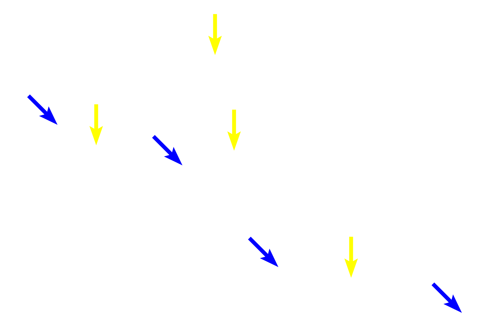 Secretory granules > <p>Secretory granules of chief cells (yellow arrows) lie adjacent to the glandular lumens into which they are released (exocrine secretion).  Conversely, the secretory granules (blue arrows) of enteroendocrine cells are located adjacent to the basement membrane of fundic glands, because their secretory product is released into the lamina propria (endocrine or paracrine secretion).</p>
