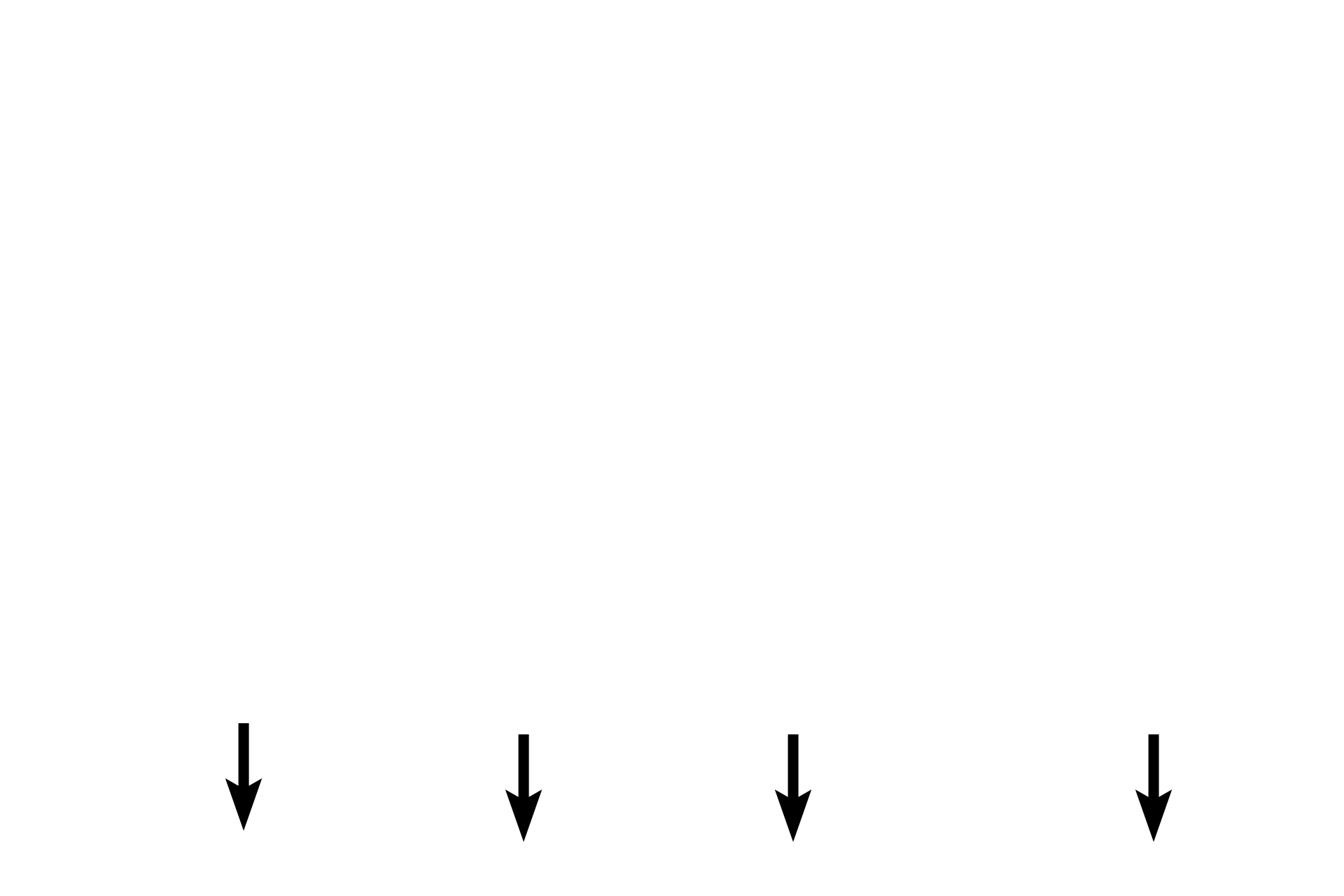 Muscularis mucosae <p>A comparison of gastric glands of the fundus/body (left) and the pyloric regions (right) demonstrates the variation in ratio of gastric pits to gastric glands in these regions. In the fundus, gastric pits are about a quarter the length of the glands. In the pylorus gastric pits are longer than the glands. 40x</p>