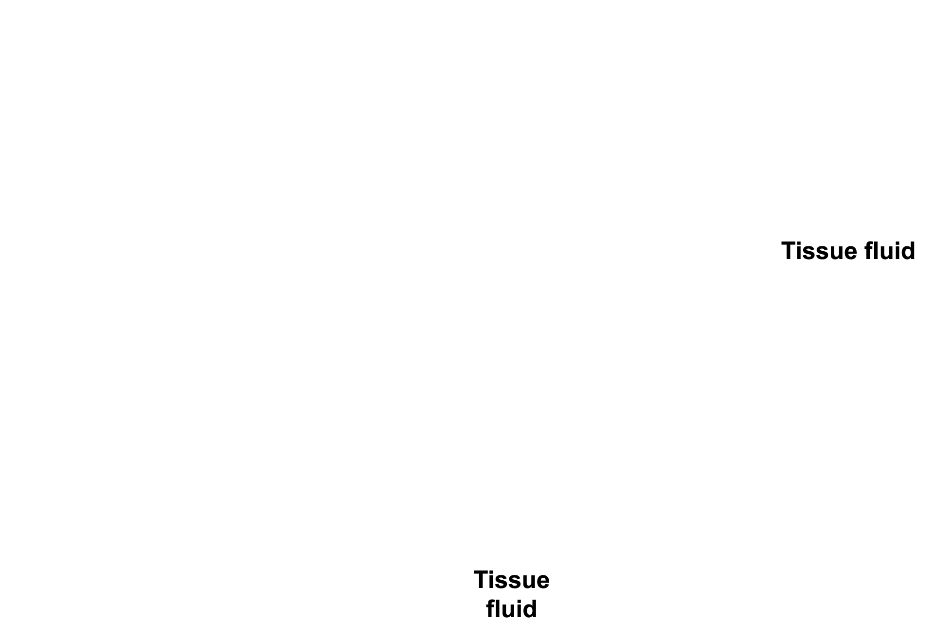  - Tissue fluid > <p>Tissue fluid percolates through the connective tissues proper.  Microbes that penetrate an epithelium are located in a connective tissue layer, such as lamina propria, and are bathed in tissue fluid.  Lymphoid structures in these connective tissues (such as diffuse lymphoid tissue, solitary lymphoid nodules, tonsils and Peyer’s patches) filter tissue fluid and respond to any antigen present.</p>
