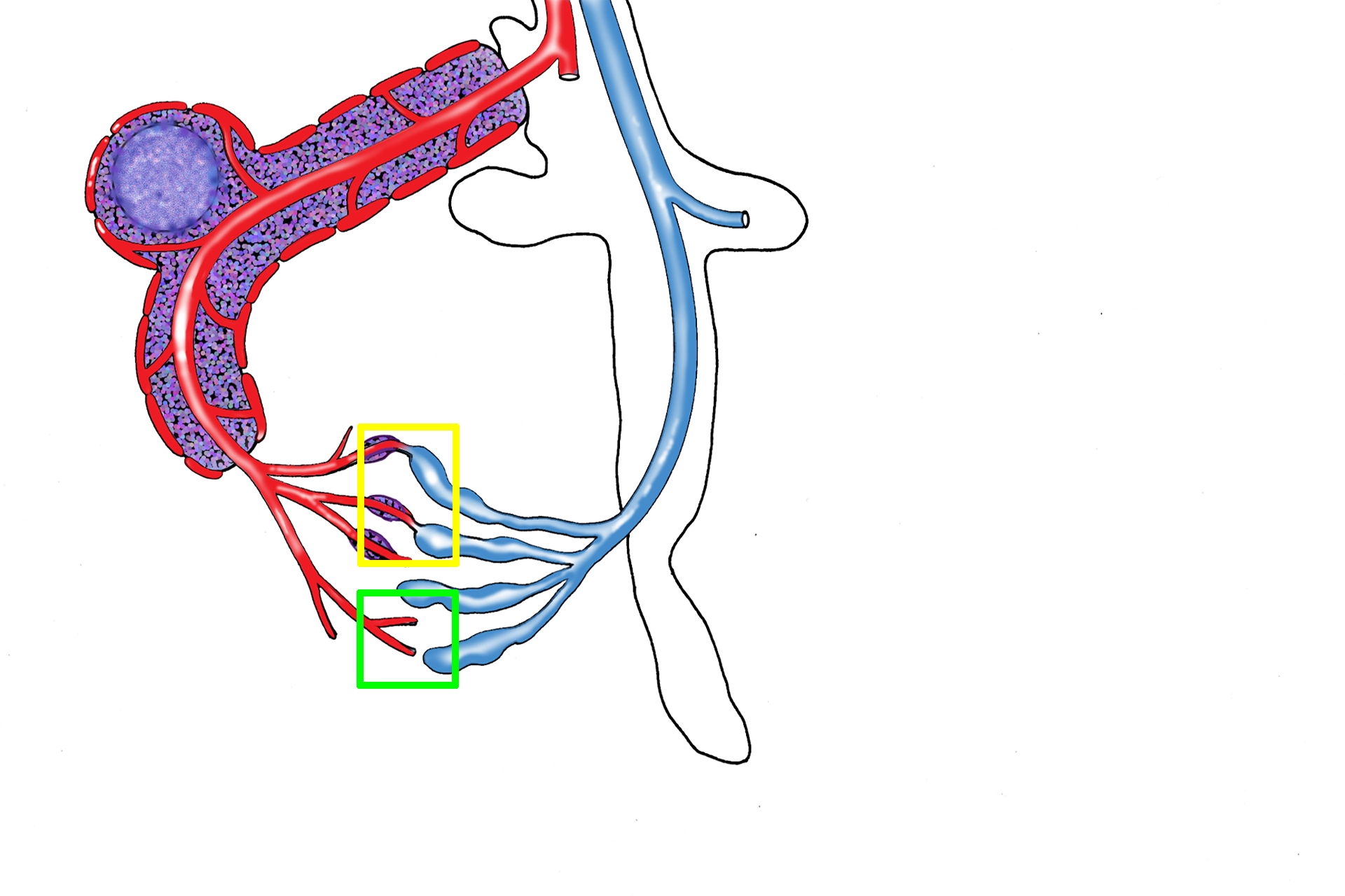Open/closed circulations > <p>Sheathed and unsheathed capillaries either connect directly with the splenic sinuses (closed circulation, yellow rectangle) or open directly into the reticular connective tissue of the splenic cord, allowing blood to be exposed to cells of the splenic cord (open circulation, green square).  This open pathway allows blood to percolate indirectly into the splenic sinuses and is thought to predominate in humans.</p>
