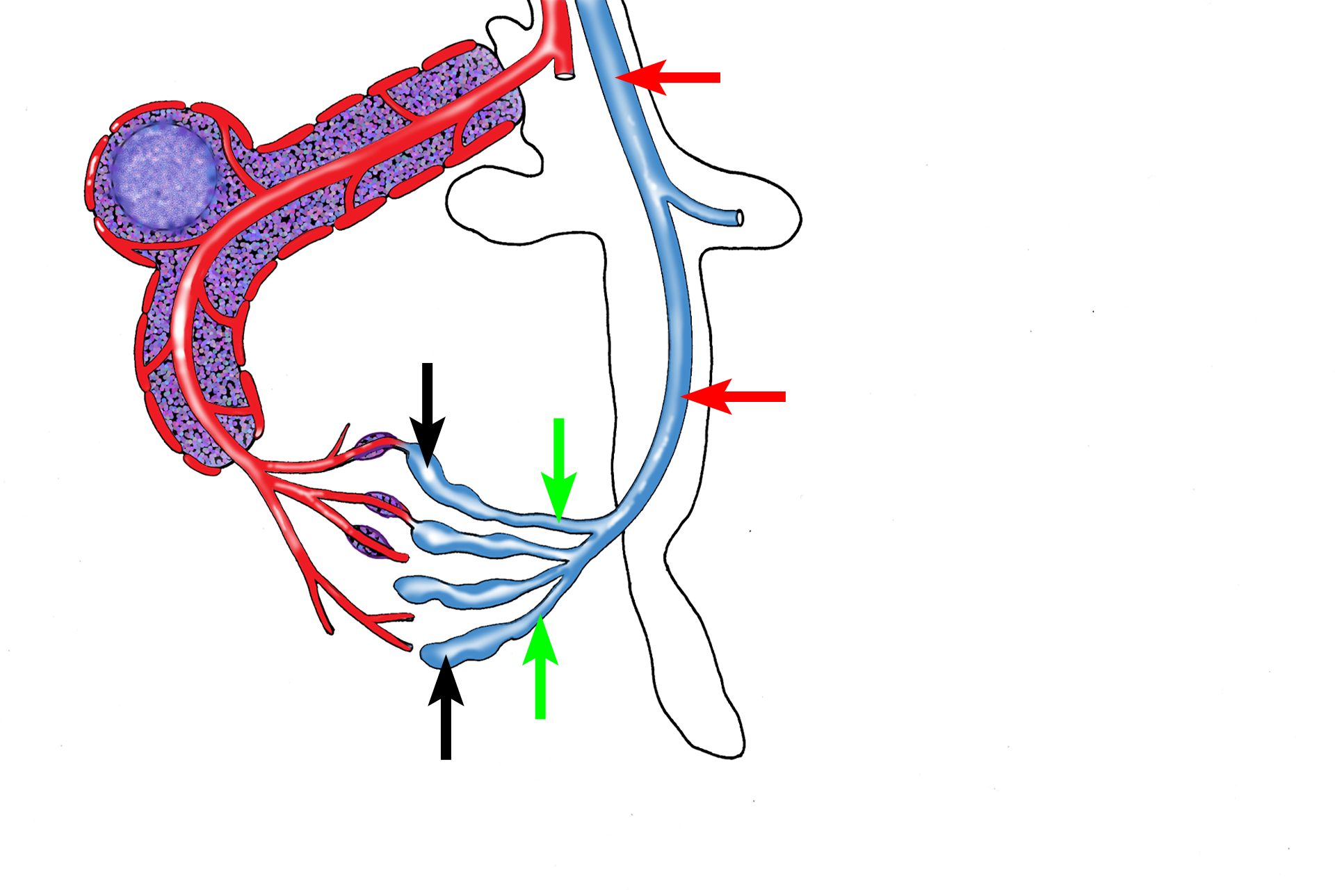 Venous drainage > <p>Splenic sinuses (black arrows) anastomose to form splenic veins (green arrows) that enter the trabeculae as trabecular veins (red arrows).  Trabecular veins anastomose to form the splenic vein, which exits from the spleen at the hilum.</p>
