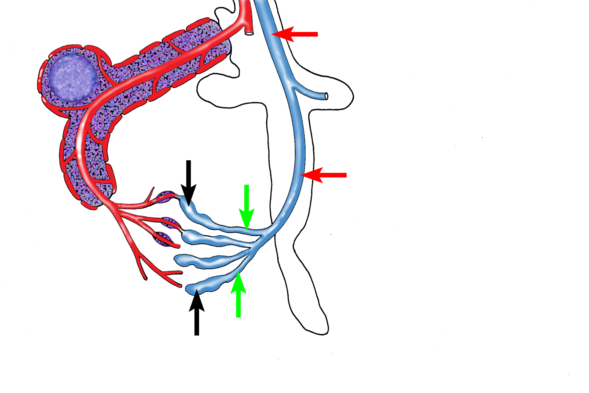 Spleen 10 Digital Histology 9821