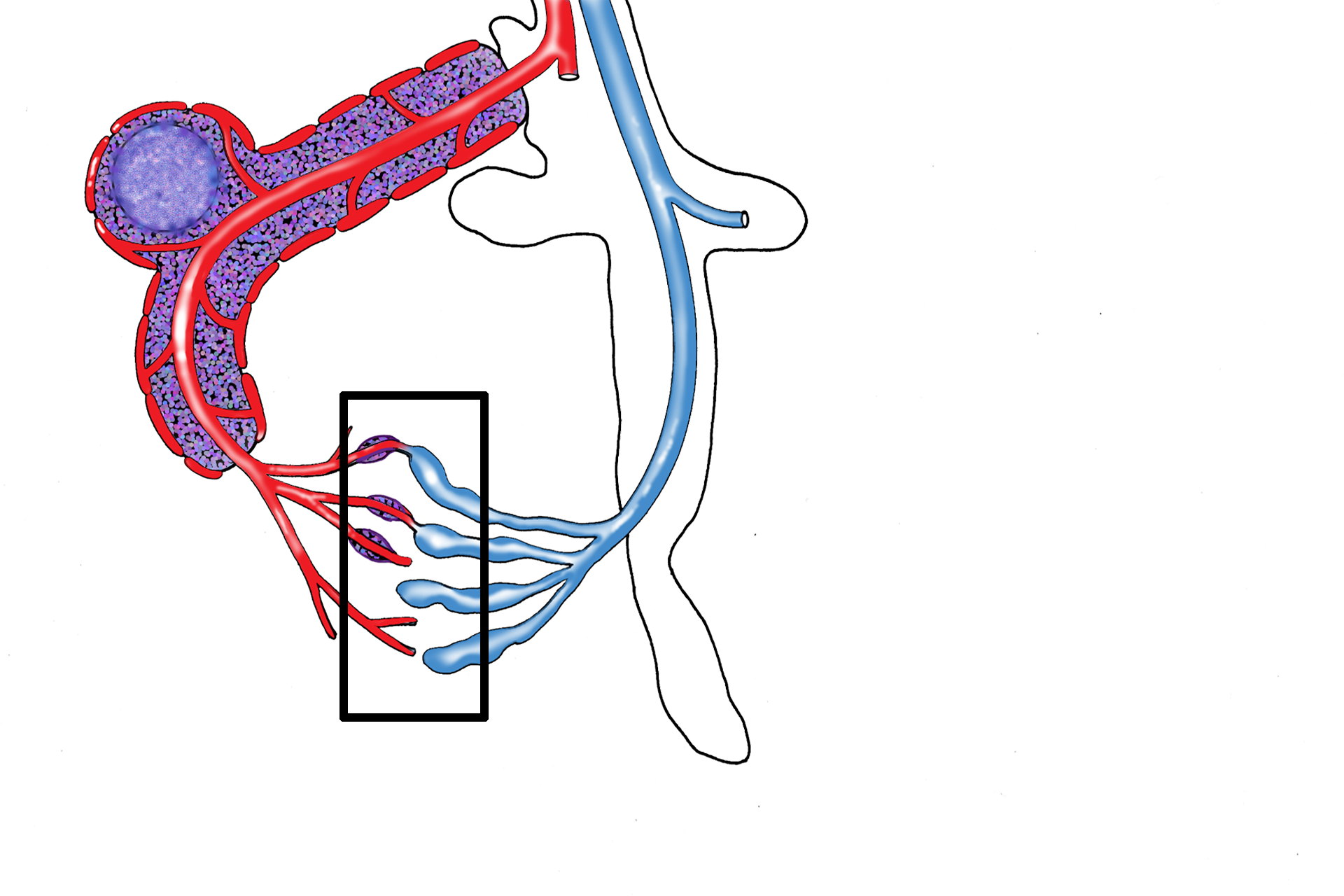 Area shown in next image > <p>The next image illustrates the open and closed circulations within the splenic red pulp.</p>
