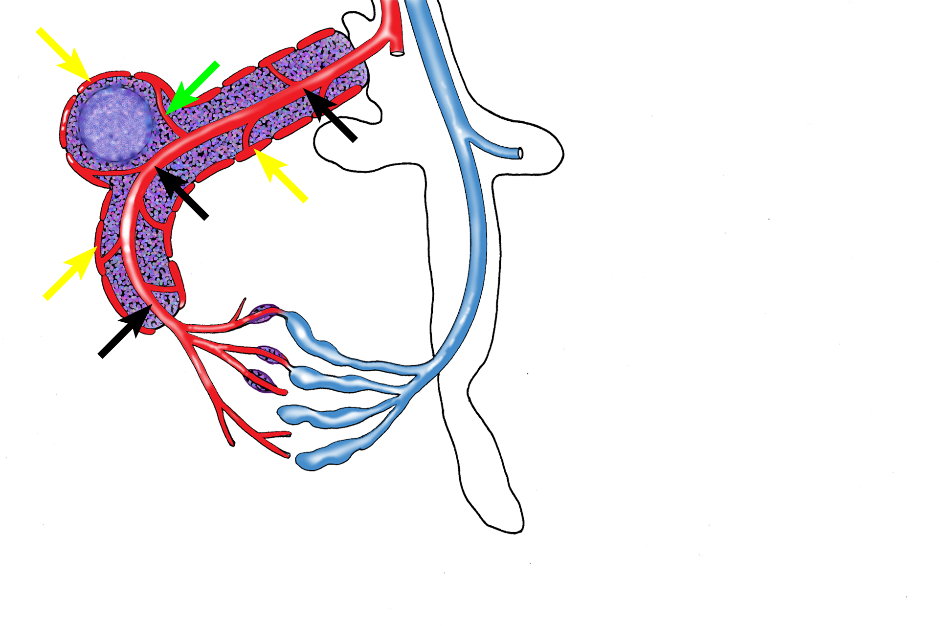 White pulp vasculature > <p>When arterioles leave the trabeculae to enter the white pulp, they are called central arterioles (black arrows) and are surrounded by PALS;  branches of these vessels supply the PALS and lymphoid nodules (green arrow) and marginal sinuses (yellow arrows).</p>
